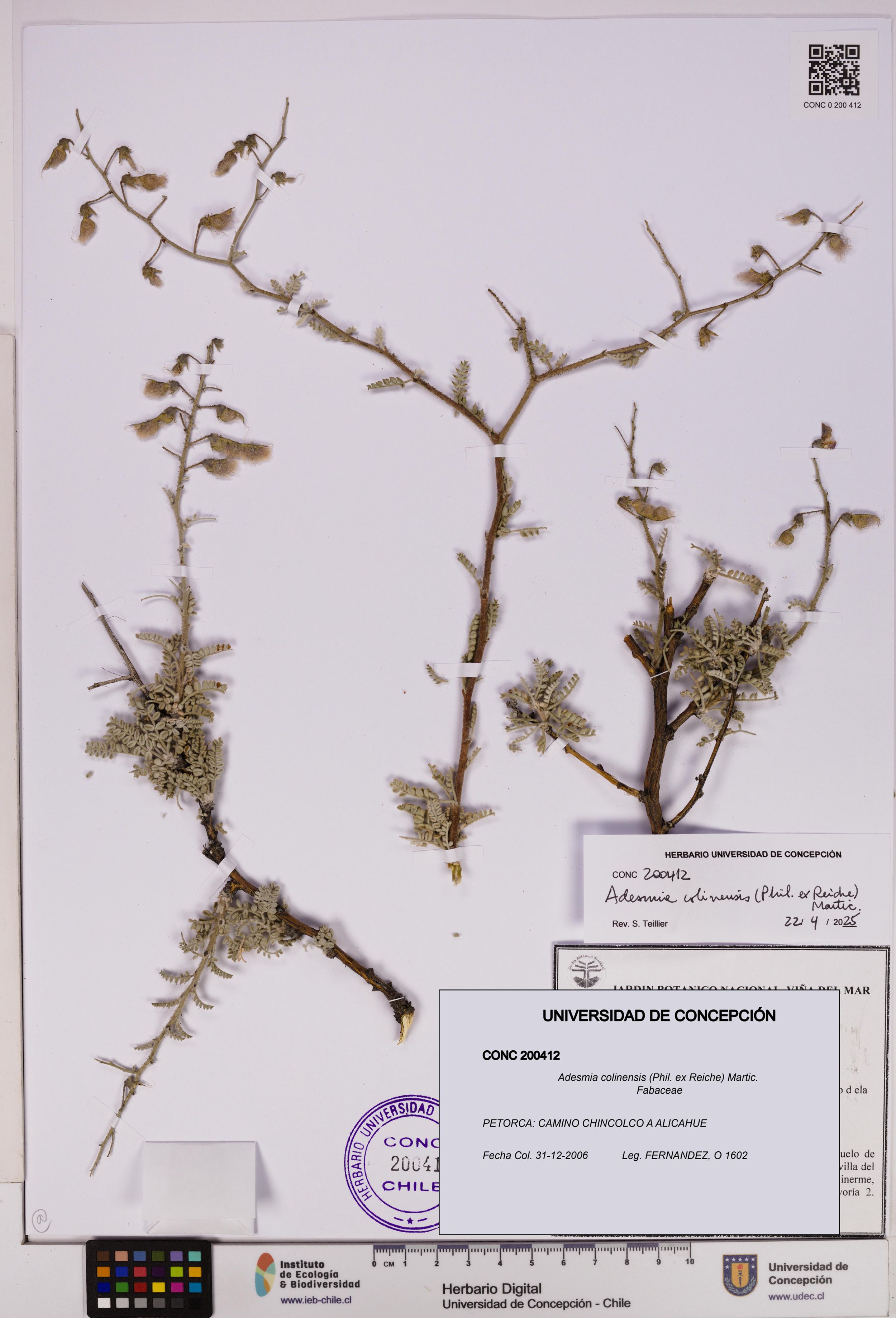 Adesmia colinensis [Espécimen: ]