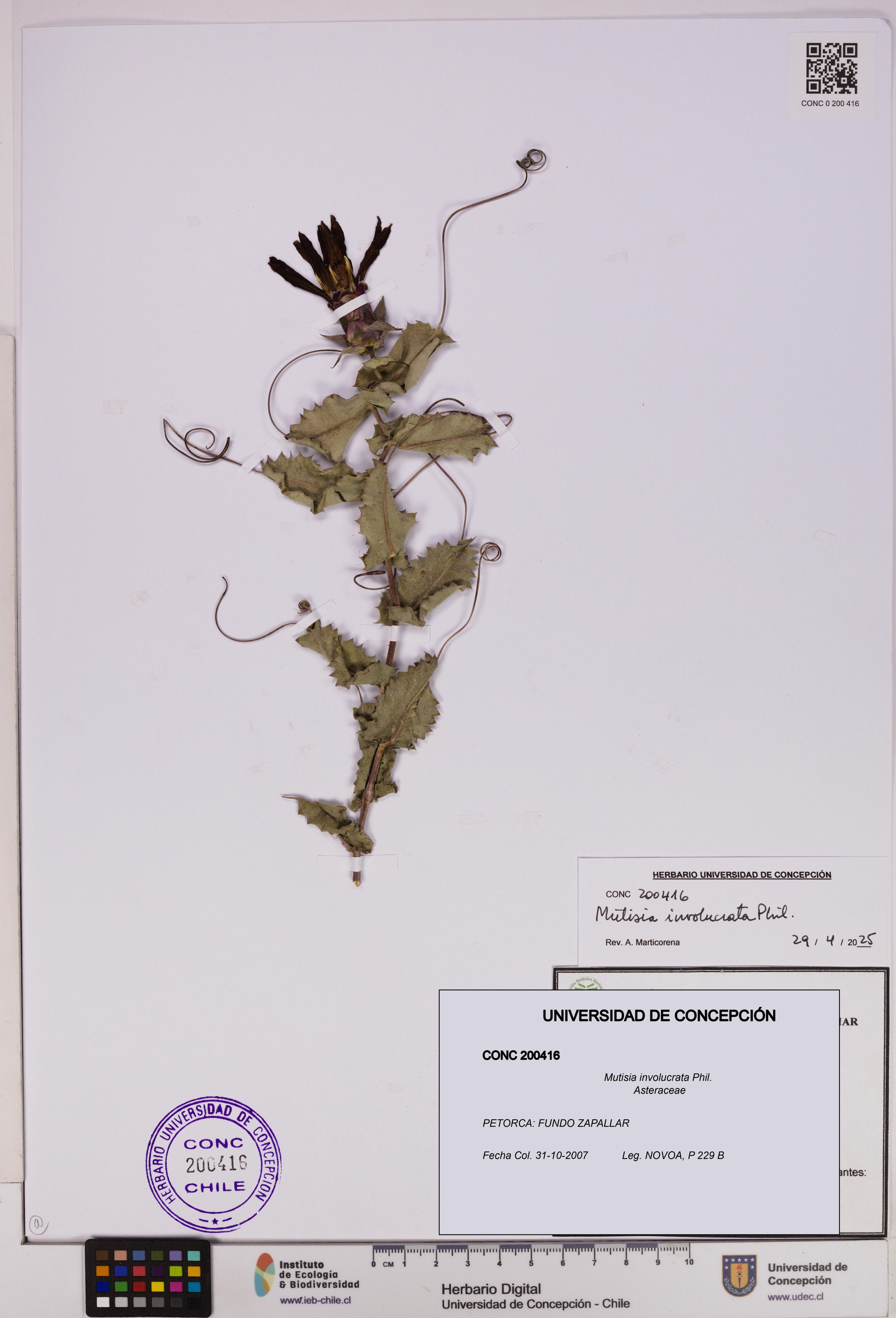 Mutisia involucrata [Espécimen: ]