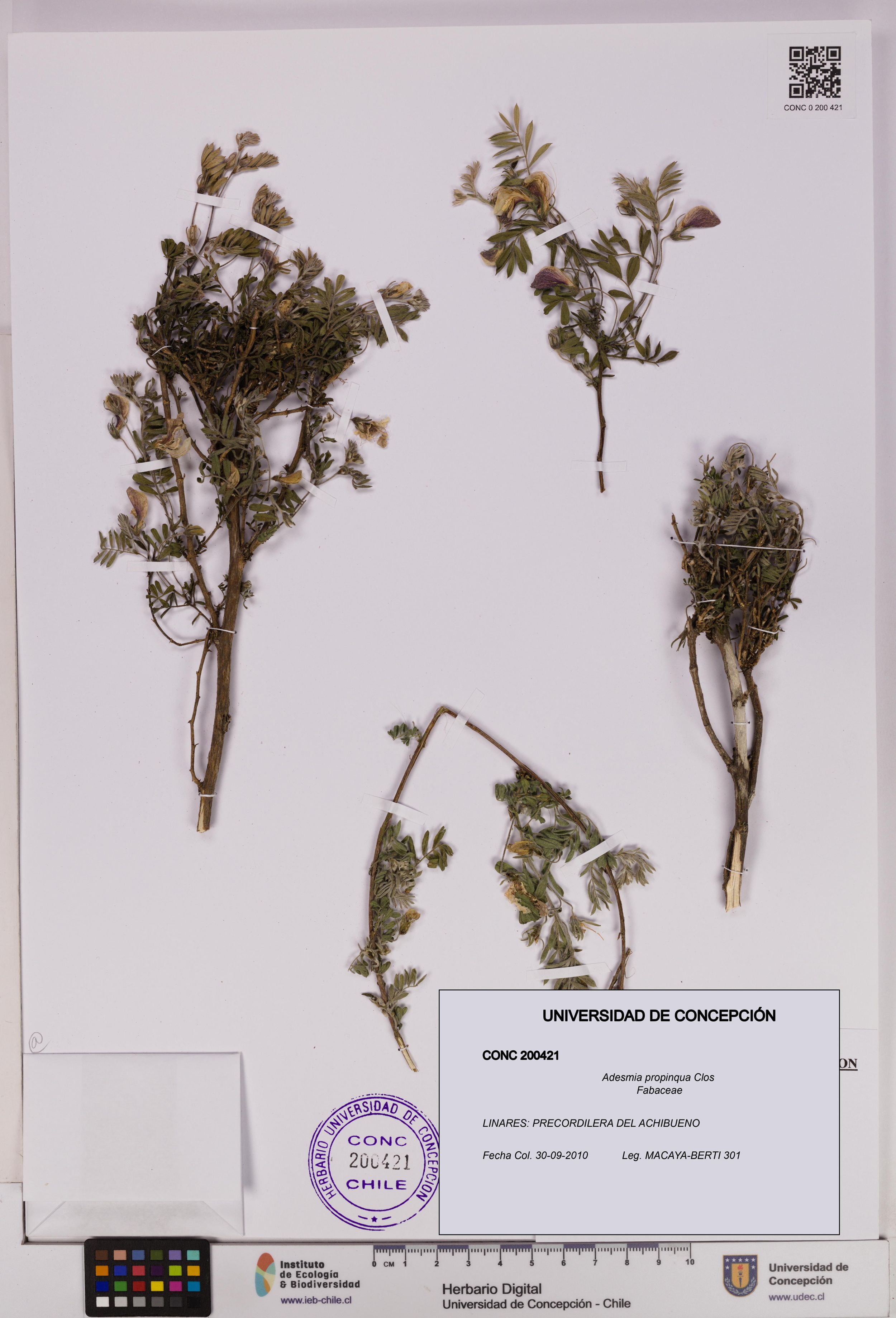 Adesmia propinqua [Espécimen: ]
