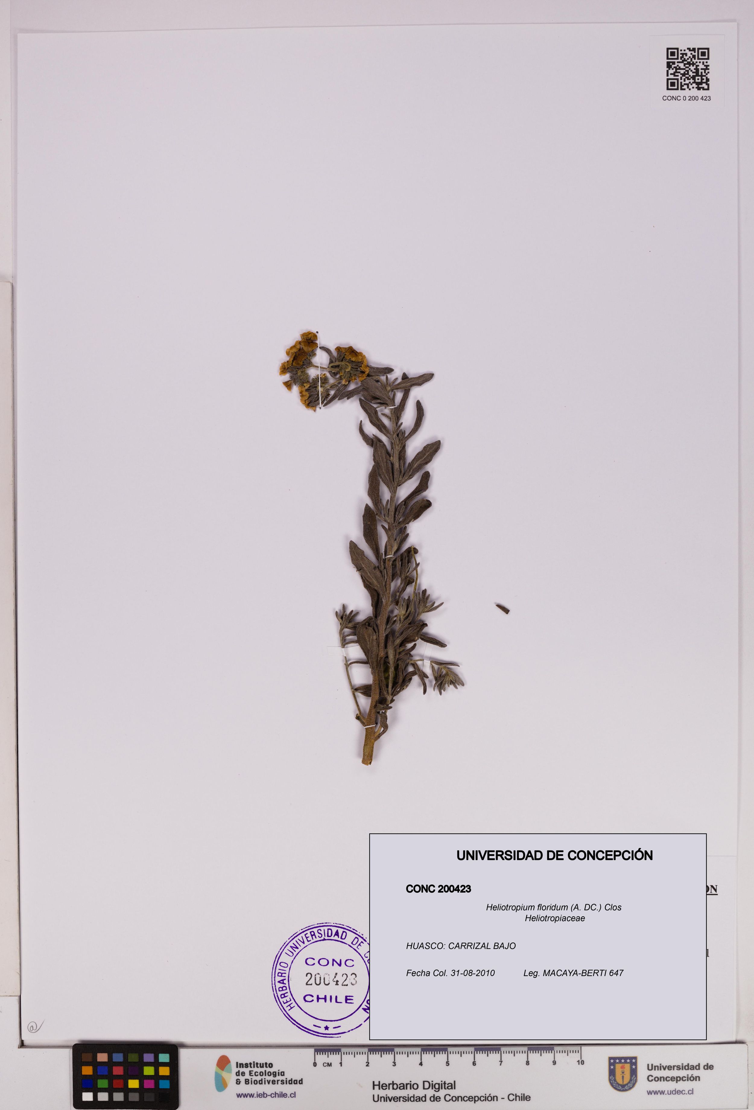 Heliotropium floridum [Espécimen: ]