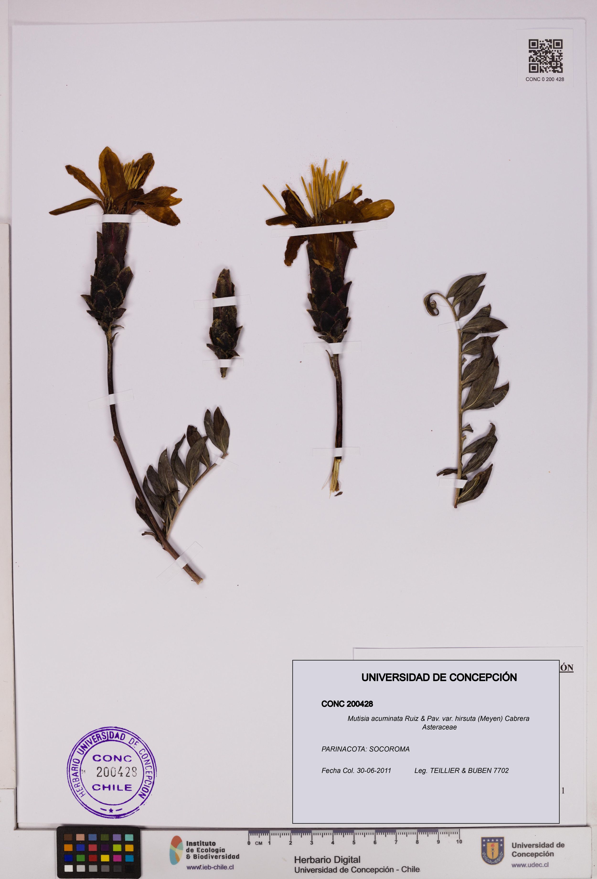 Mutisia acuminata var. hirsuta [Espécimen: ]