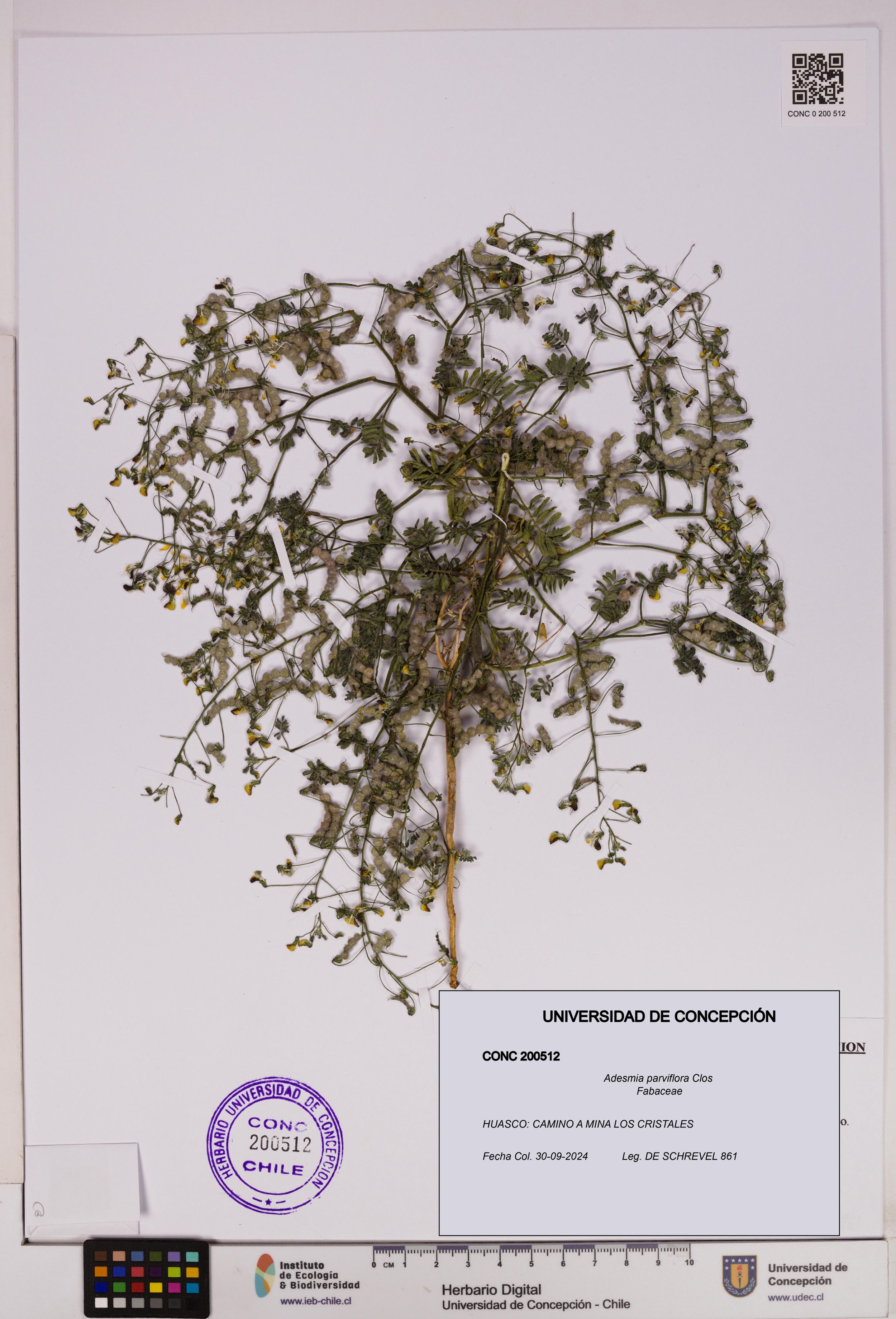 Adesmia parviflora [Espécimen: ]