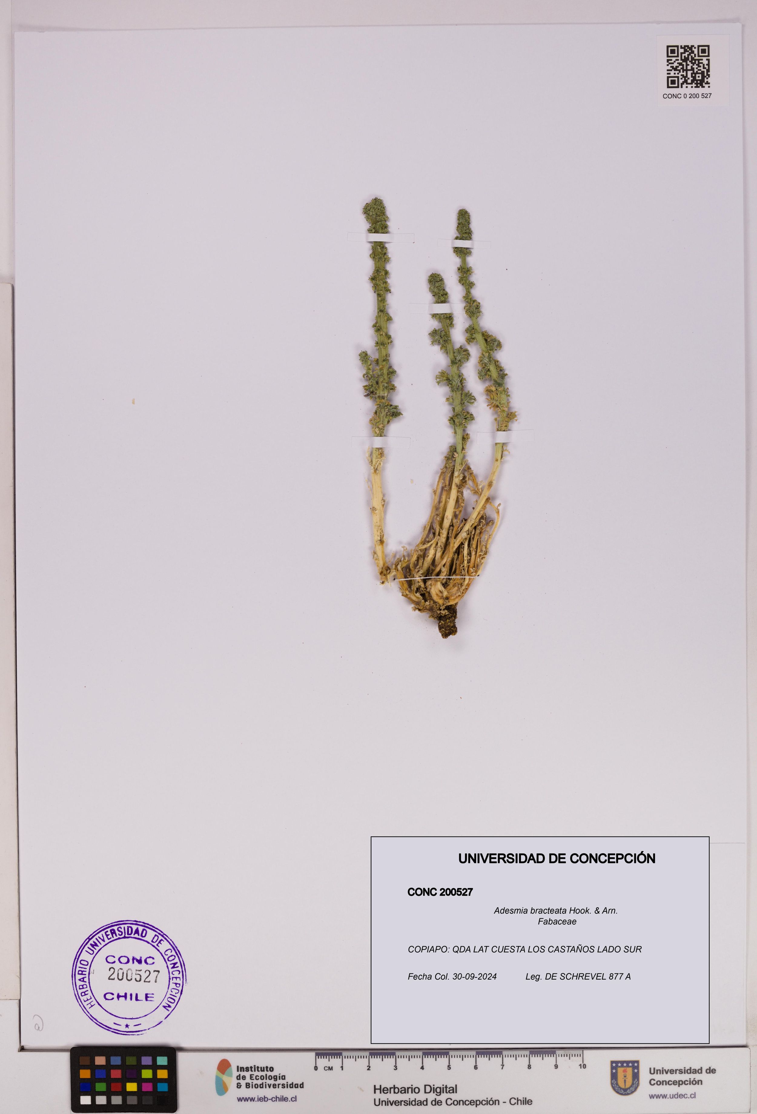 Adesmia bracteata [Espécimen: ]