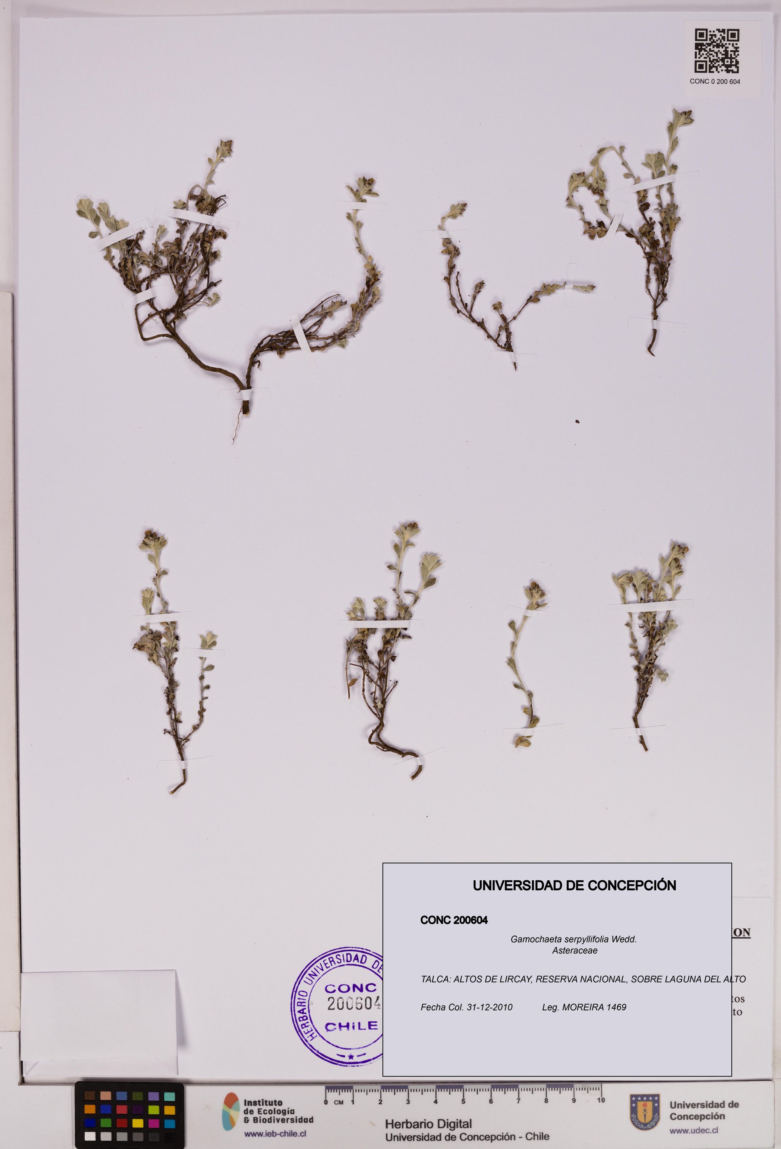Gamochaeta serpyllifolia [Espécimen: ]