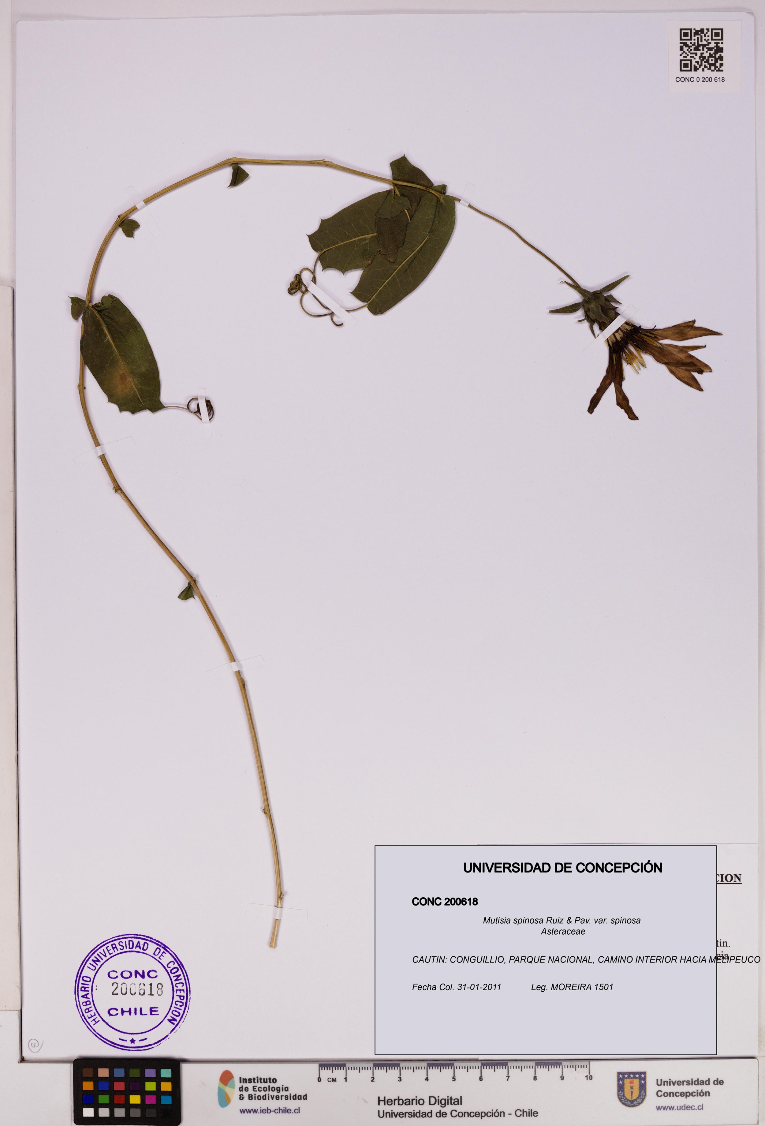 Mutisia spinosa var. spinosa [Espécimen: ]