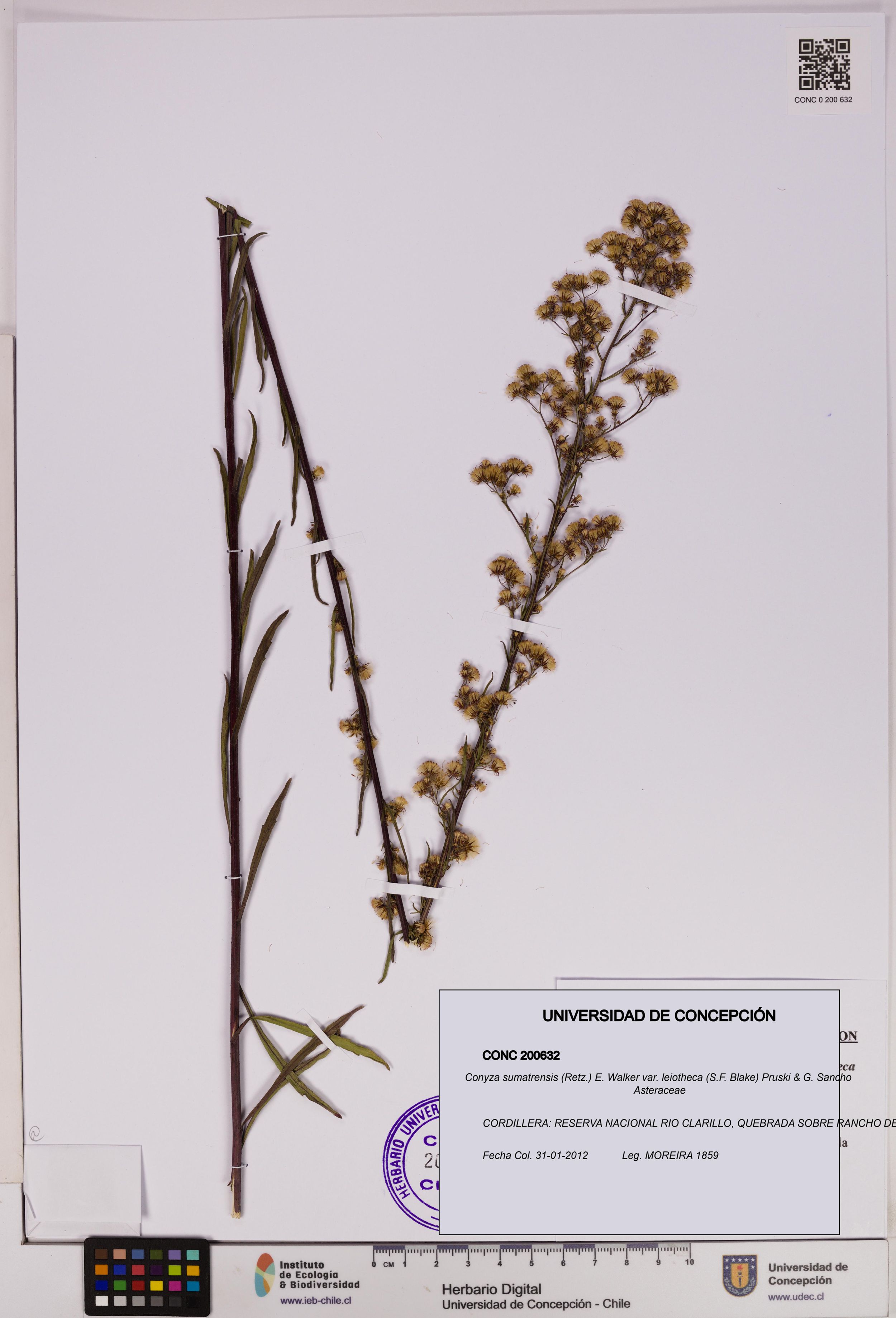 Conyza sumatrensis var. leiotheca [Espécimen: ]