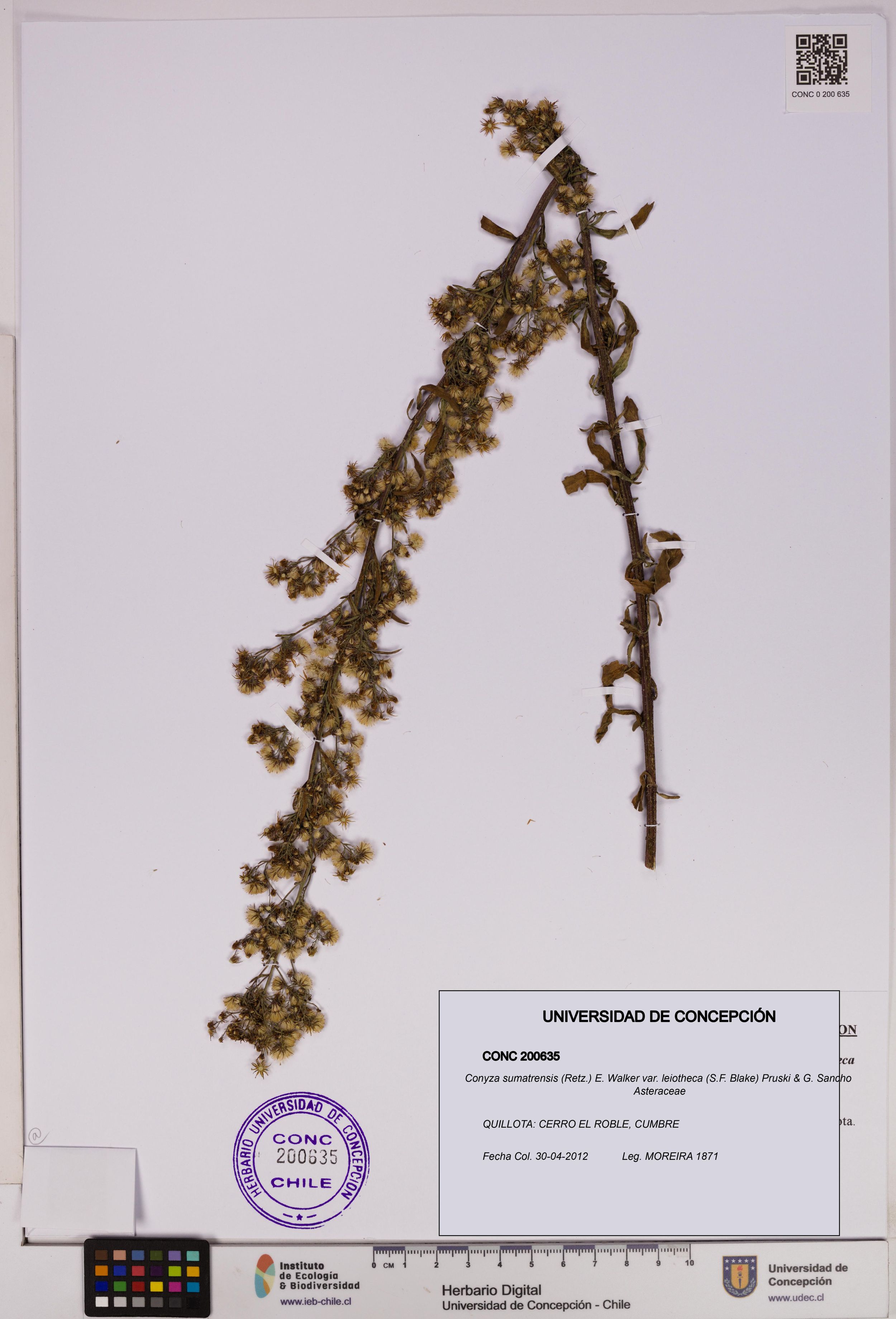 Conyza sumatrensis var. leiotheca [Espécimen: ]