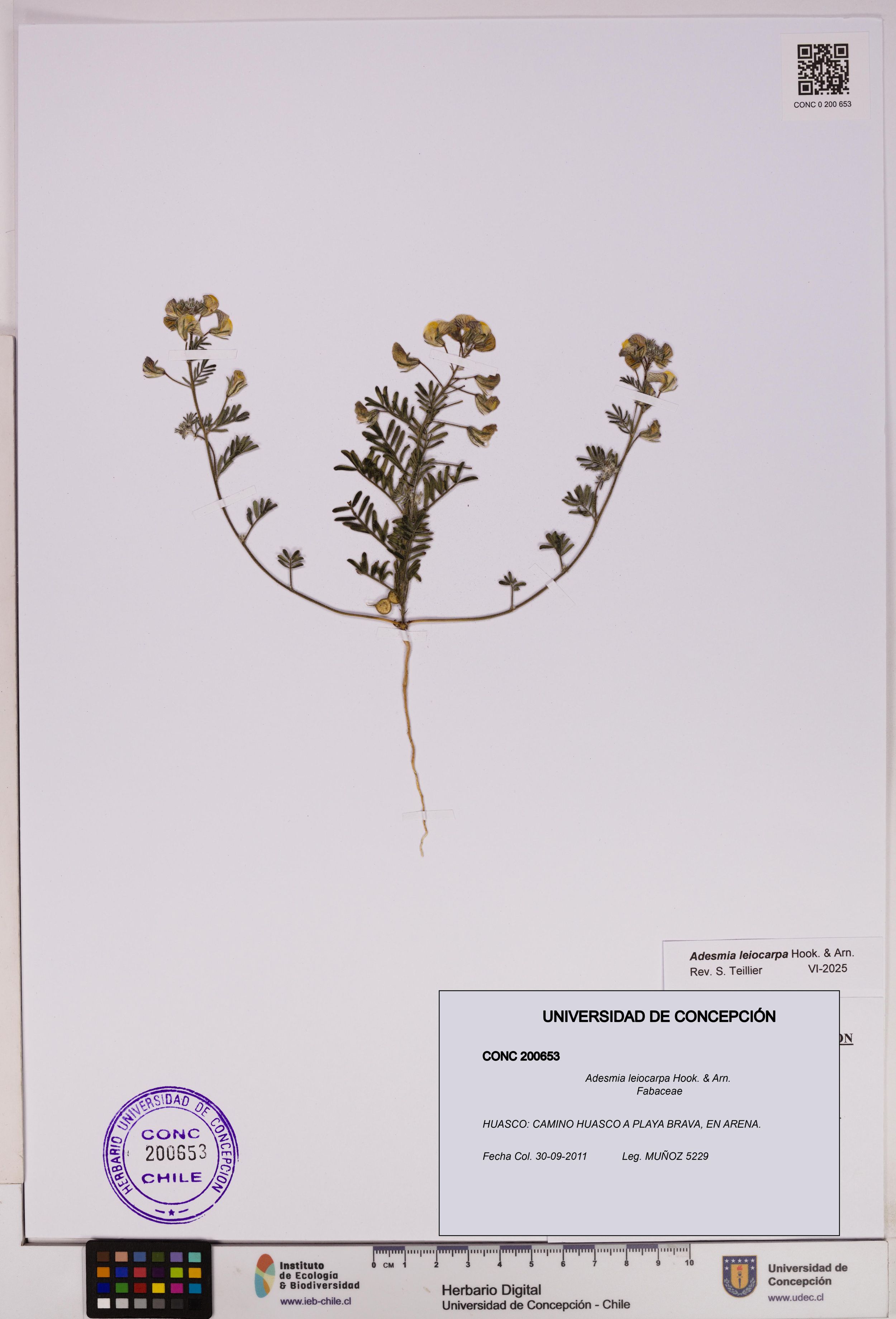 Adesmia leiocarpa [Espécimen: ]