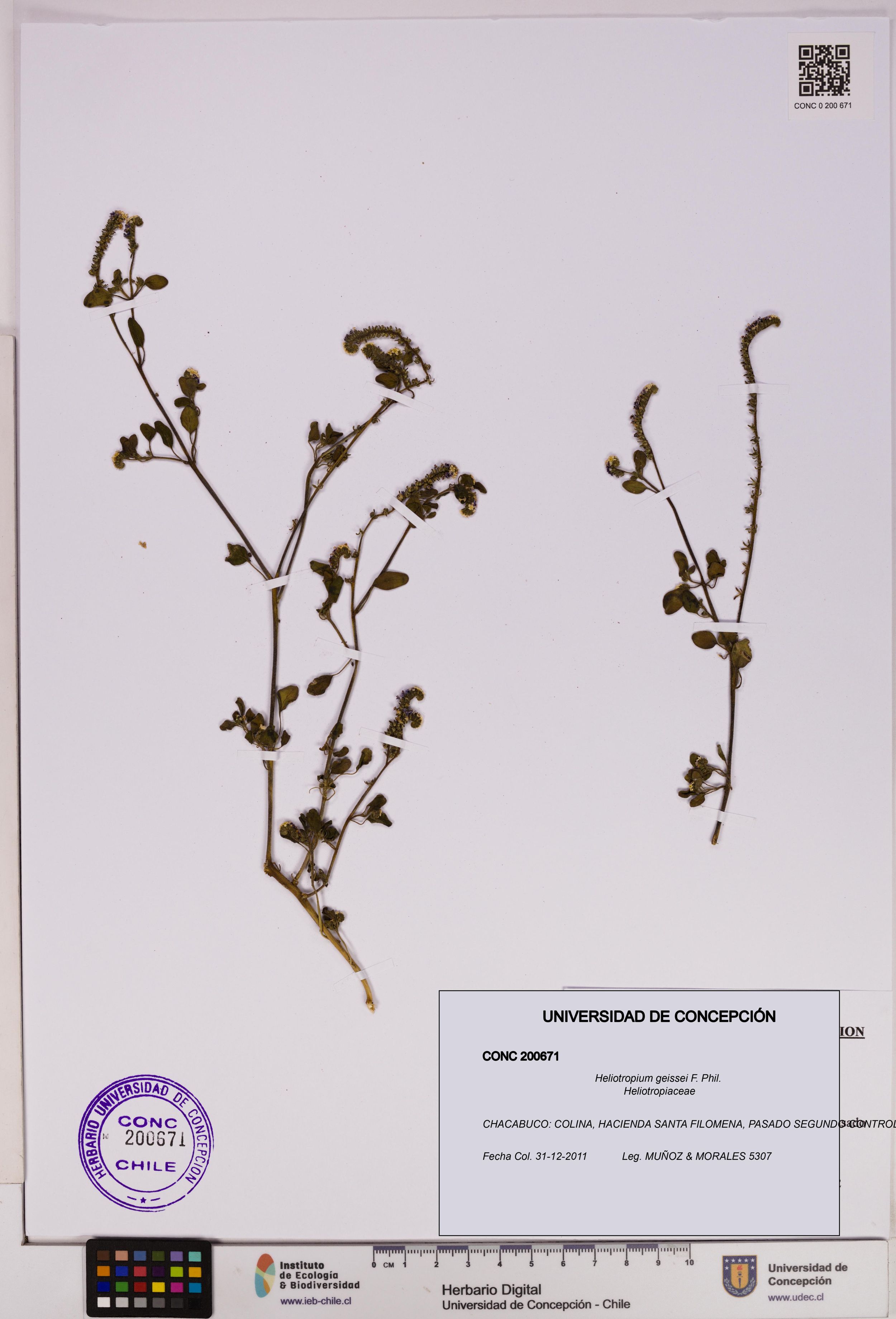 Heliotropium geissei [Espécimen: ]