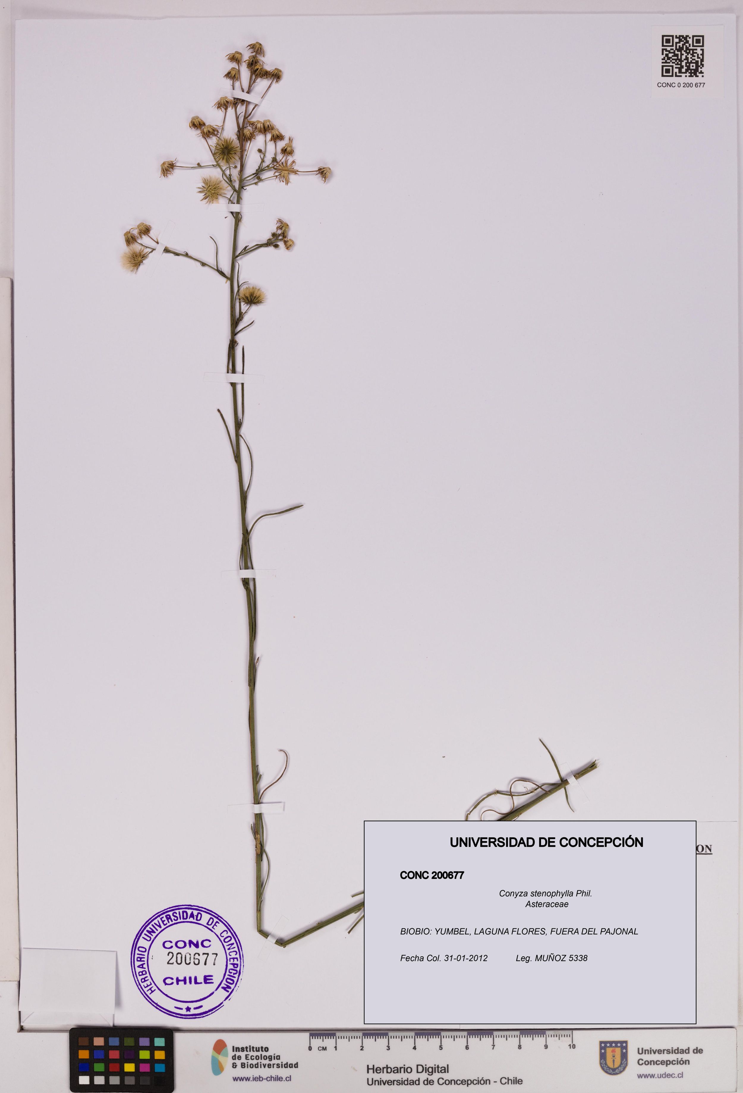 Conyza stenophylla [Espécimen: ]