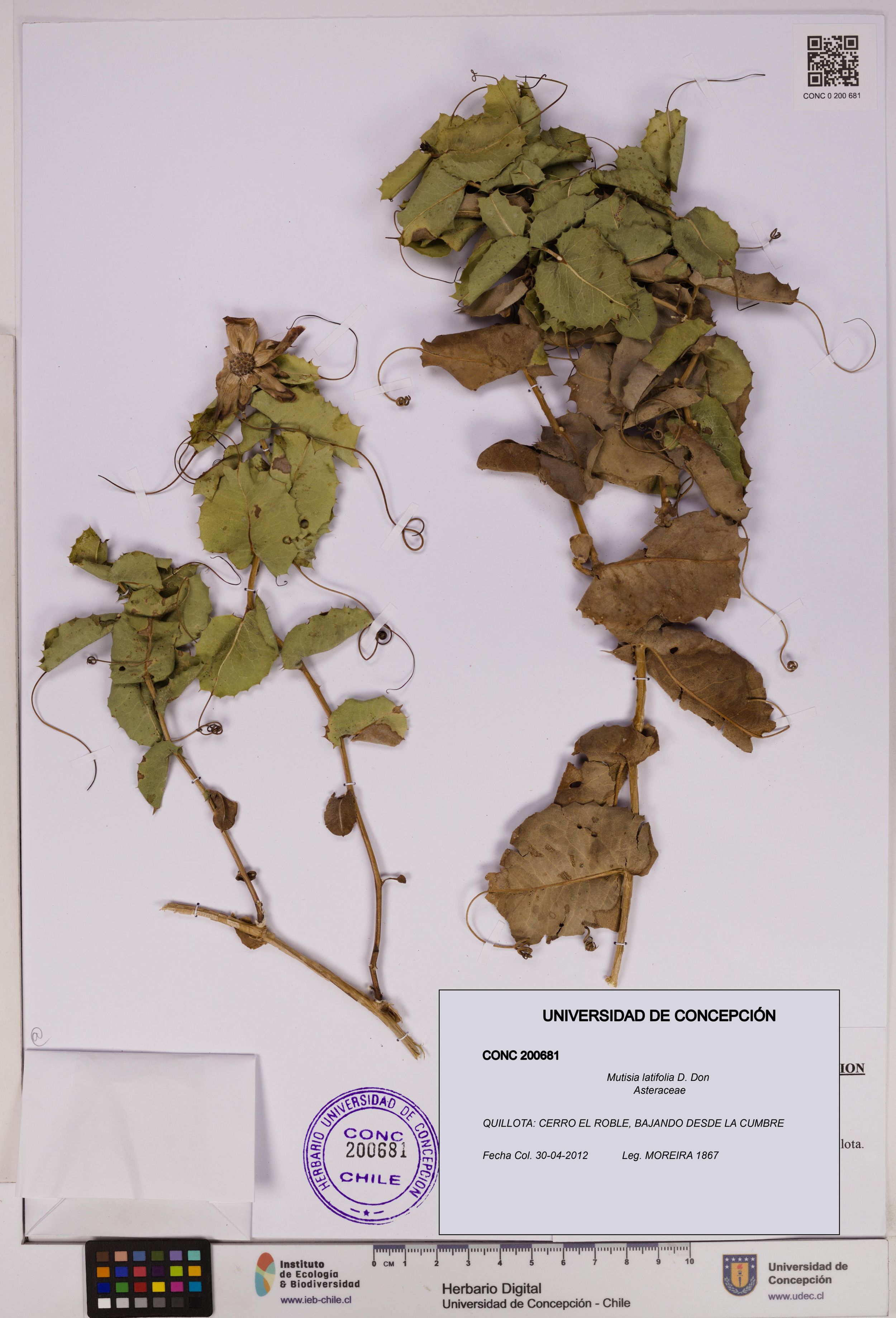 Mutisia latifolia [Espécimen: ]