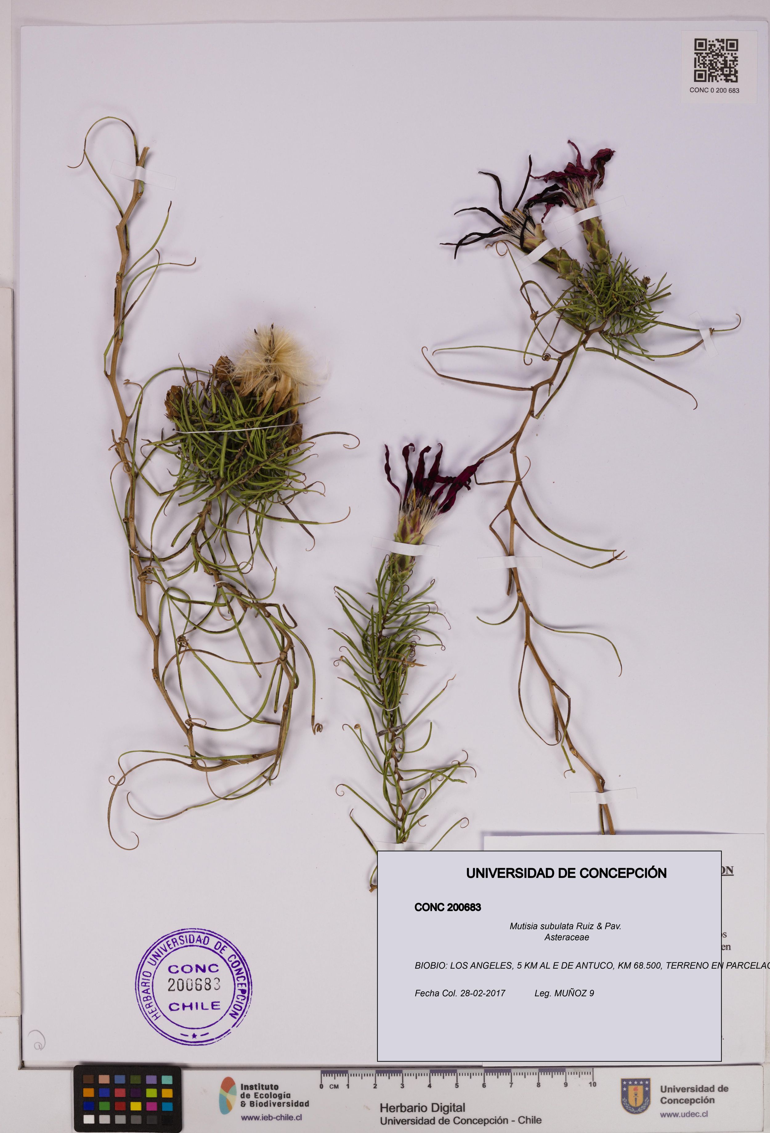 Mutisia subulata [Espécimen: ]