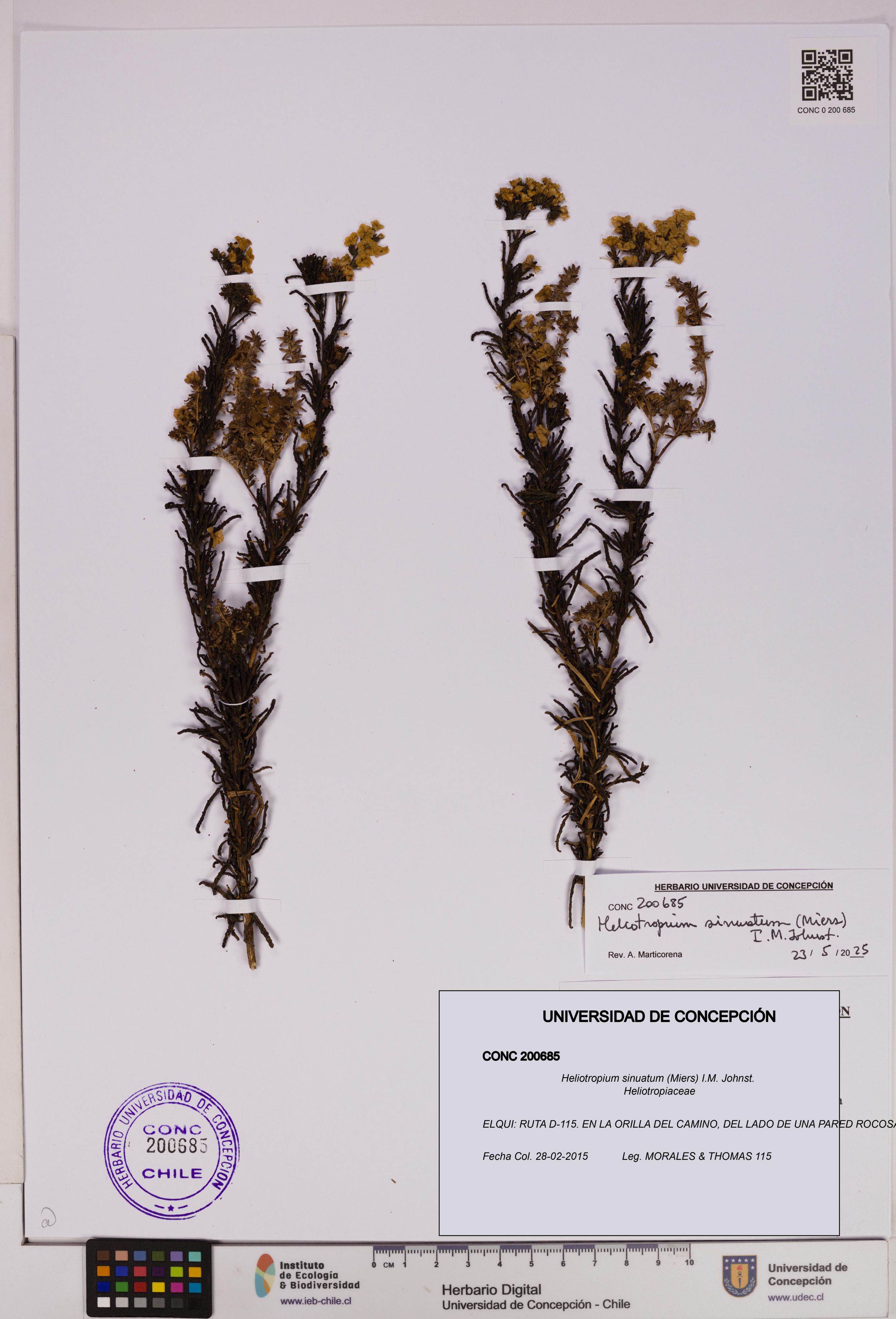 Heliotropium sinuatum [Espécimen: ]