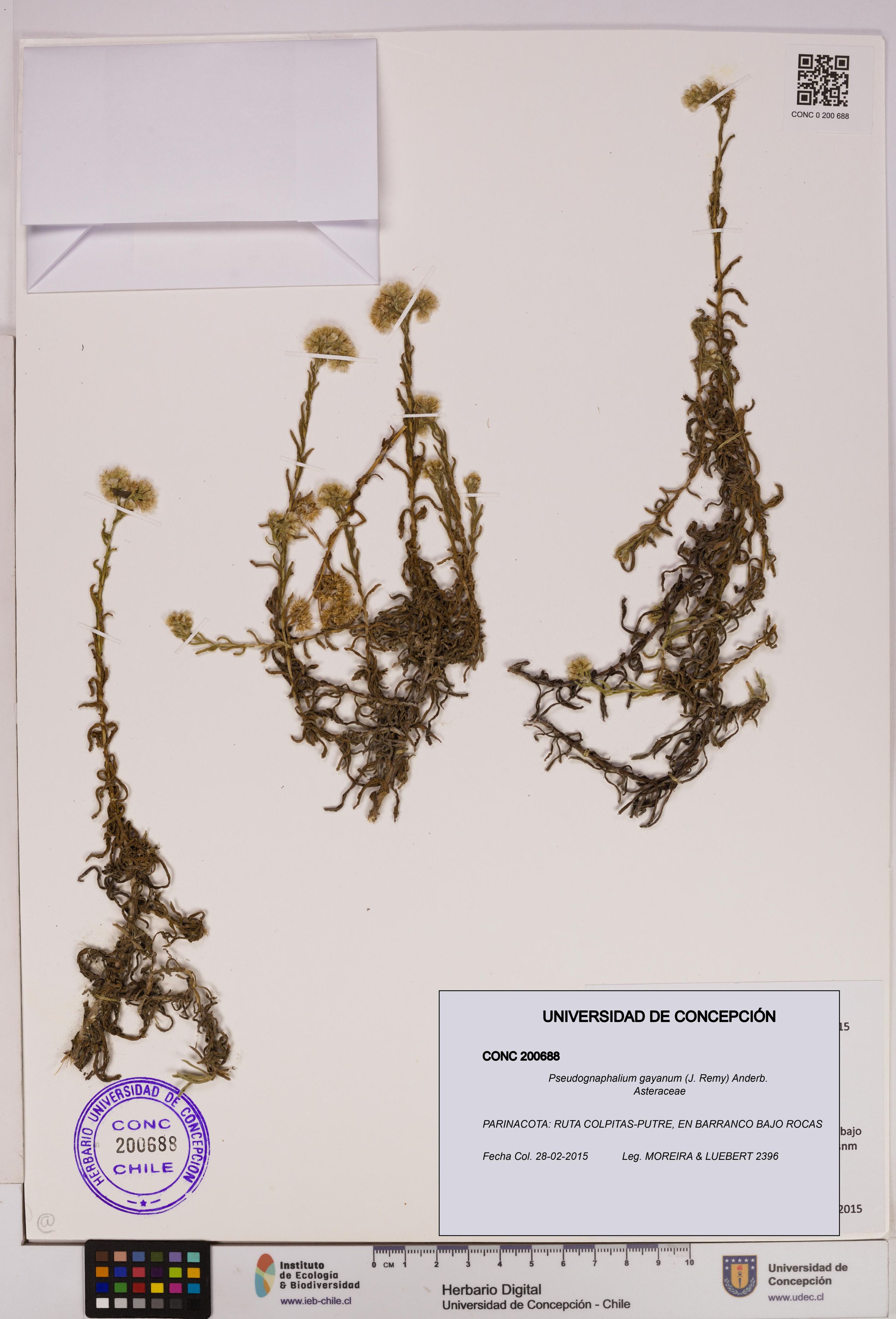 Pseudognaphalium gayanum [Espécimen: ]