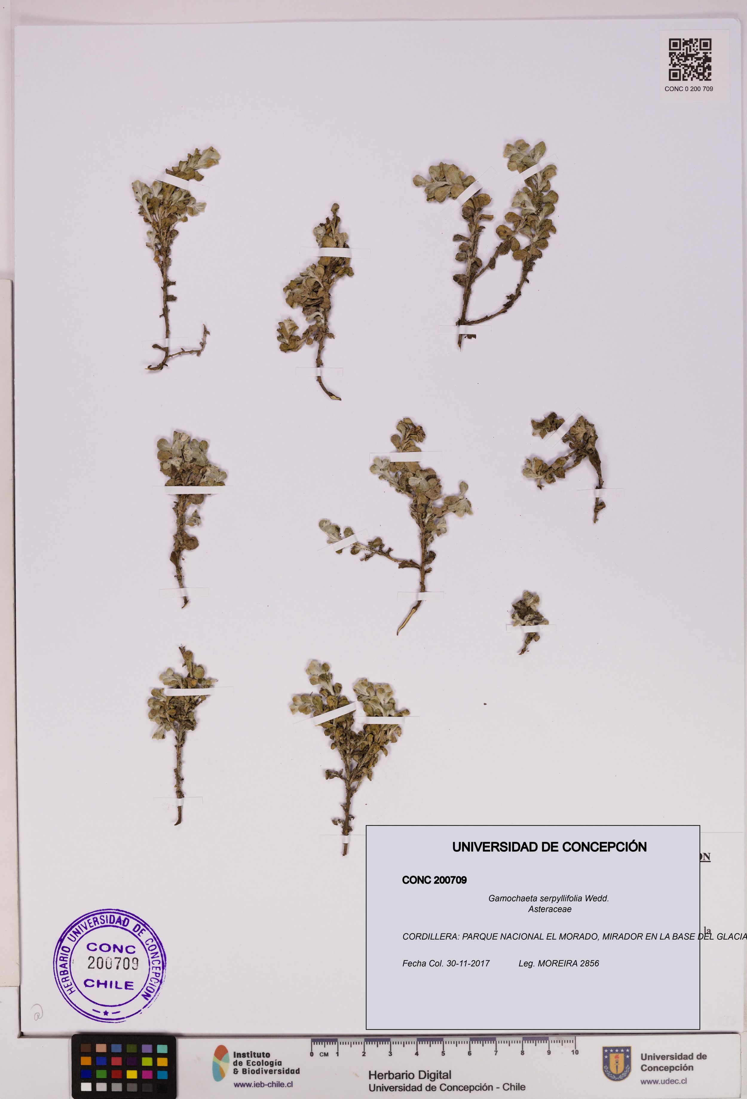 Gamochaeta serpyllifolia [Espécimen: ]
