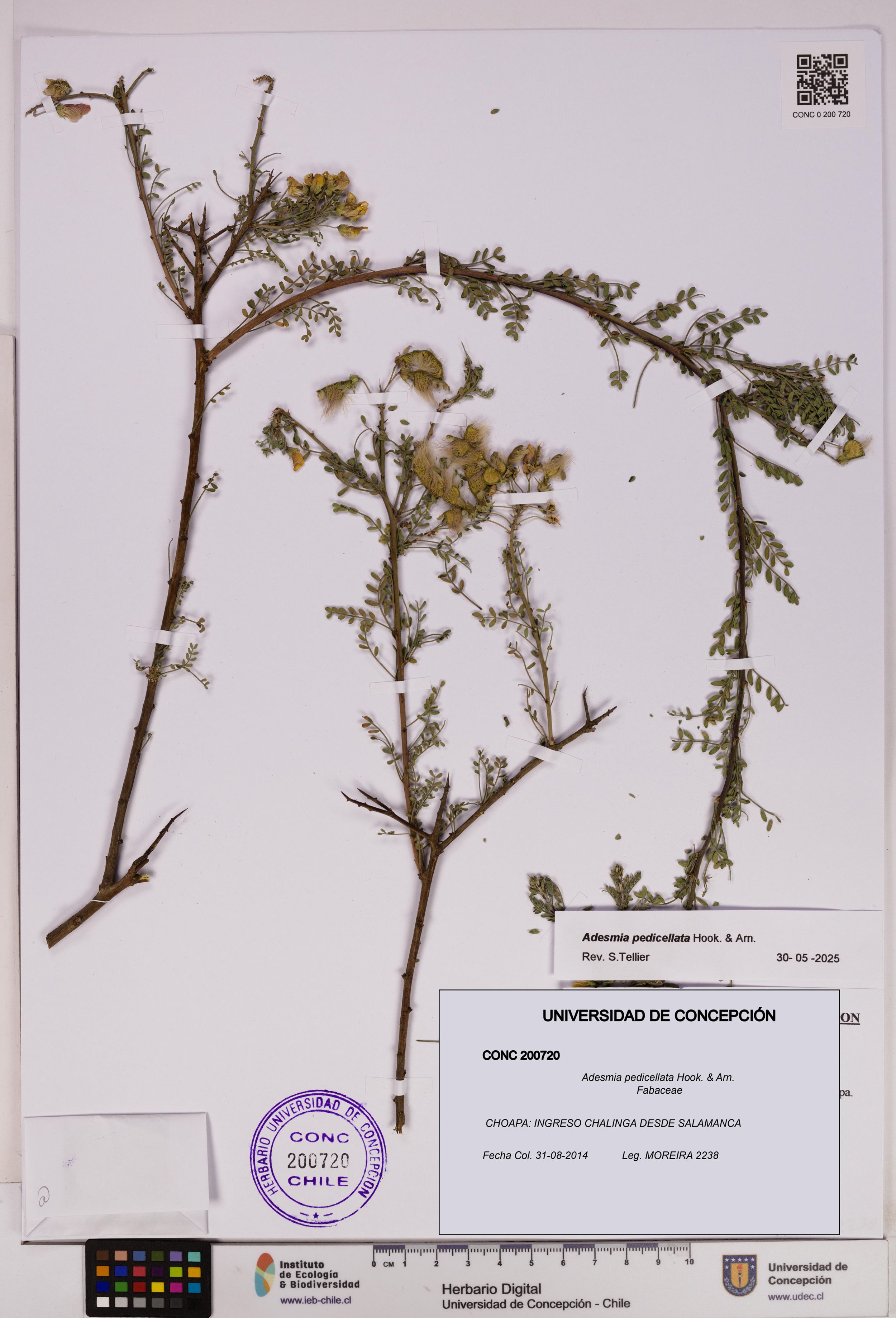 Adesmia pedicellata [Espécimen: ]