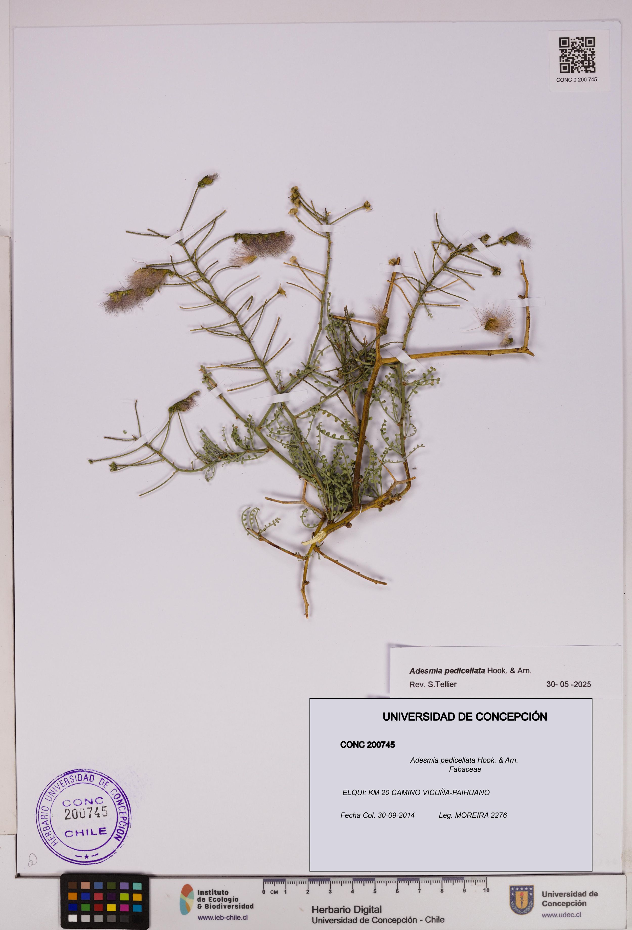 Adesmia pedicellata [Espécimen: ]