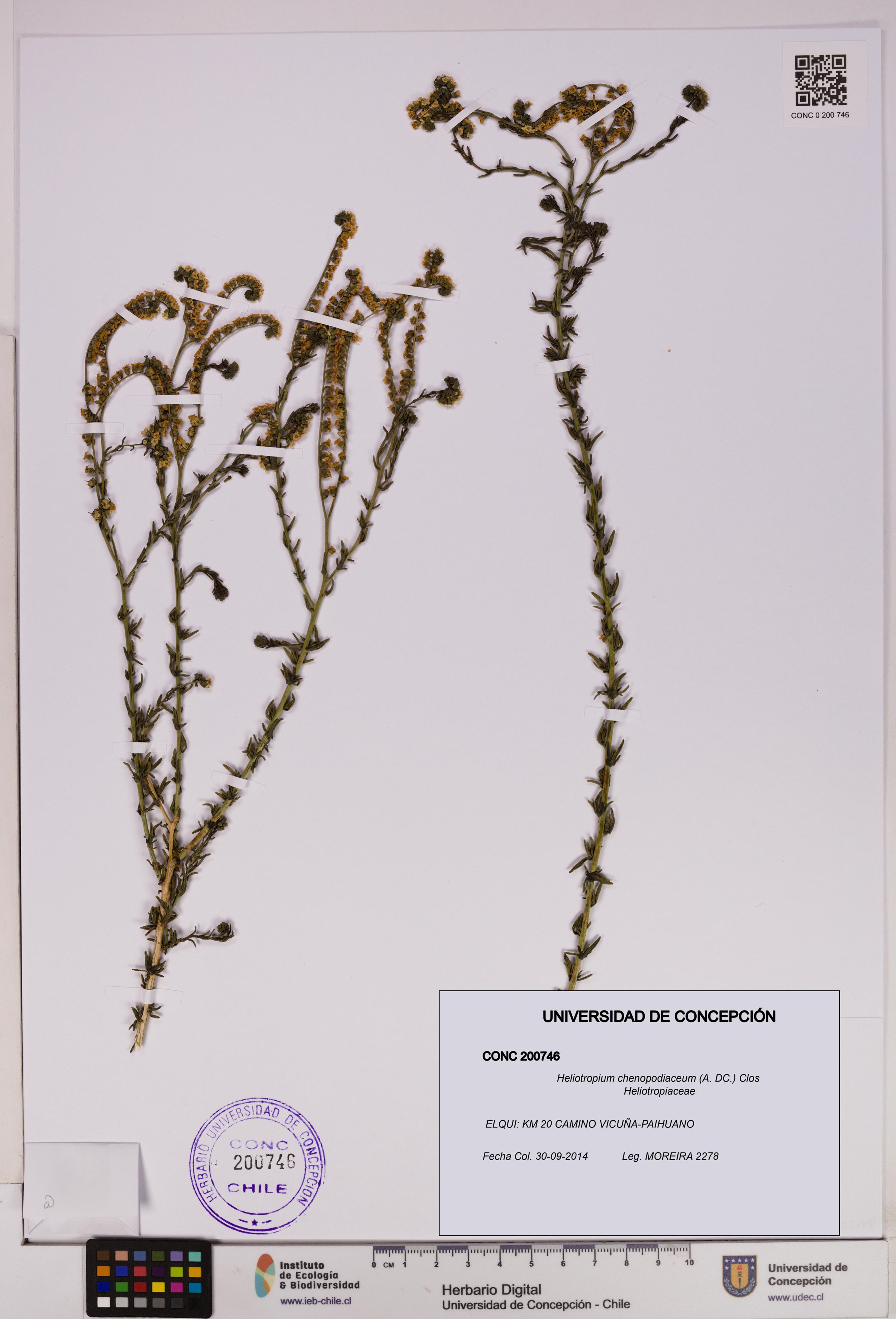 Heliotropium chenopodiaceum [Espécimen: ]