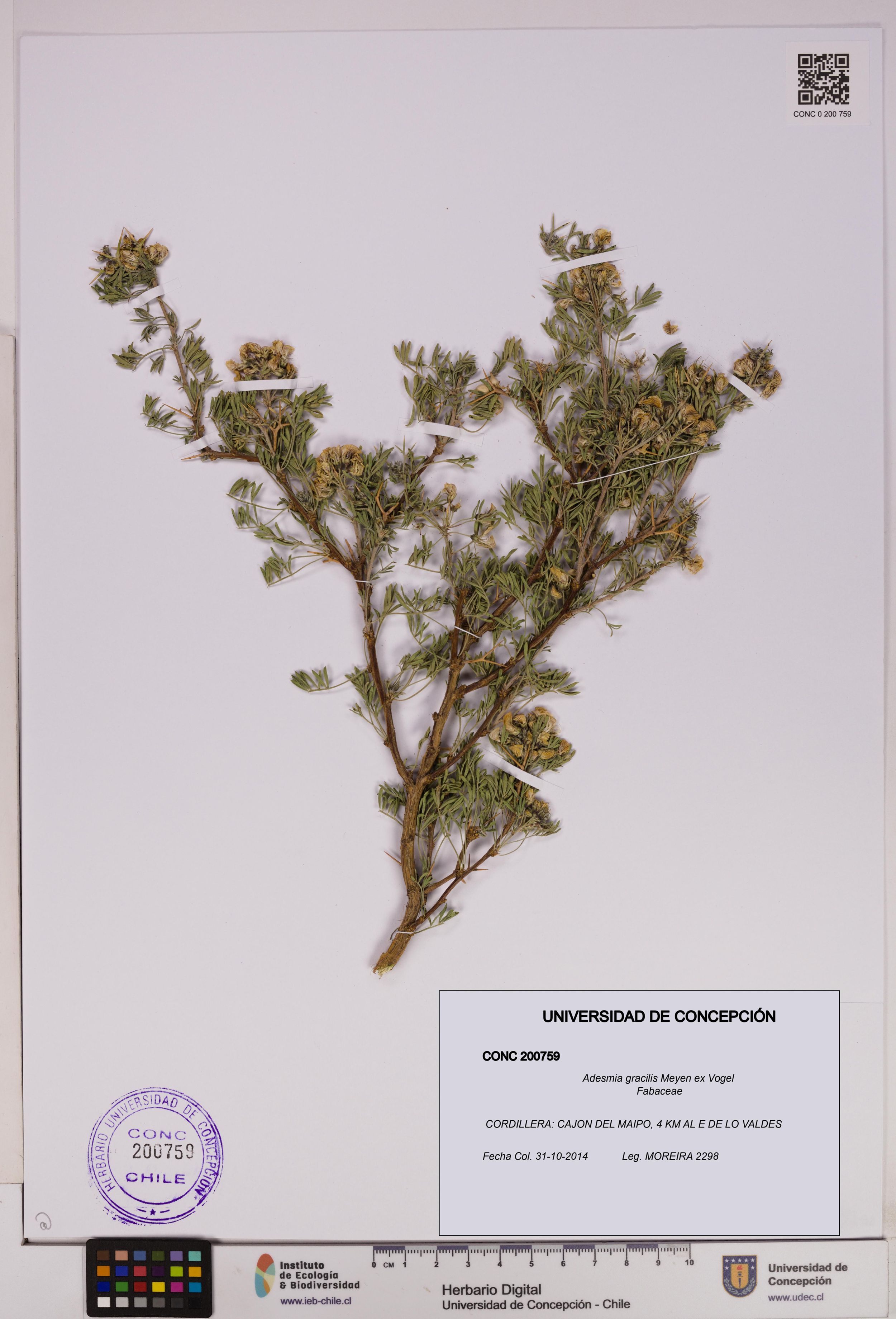 Adesmia gracilis [Espécimen: ]