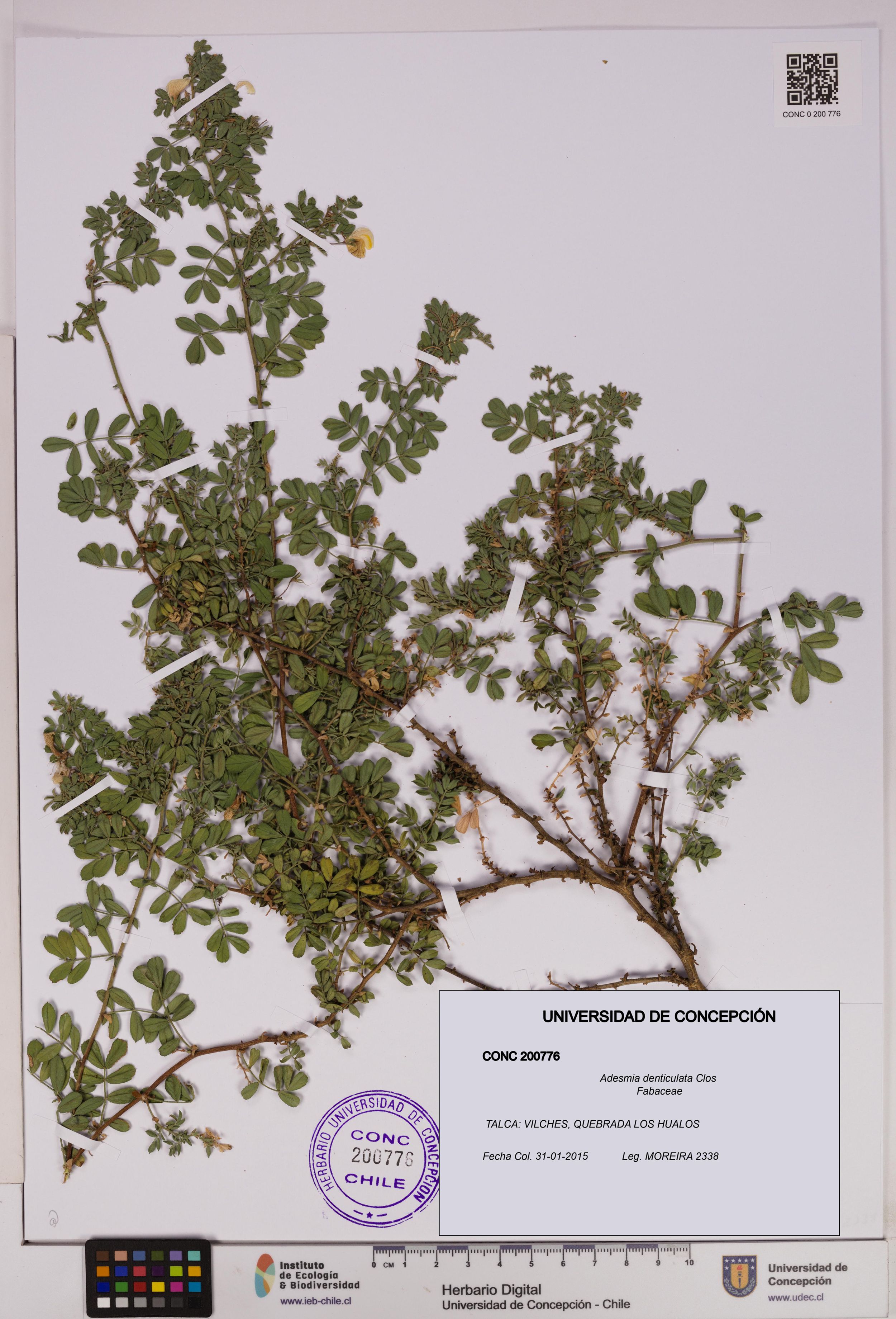 Adesmia denticulata [Espécimen: ]
