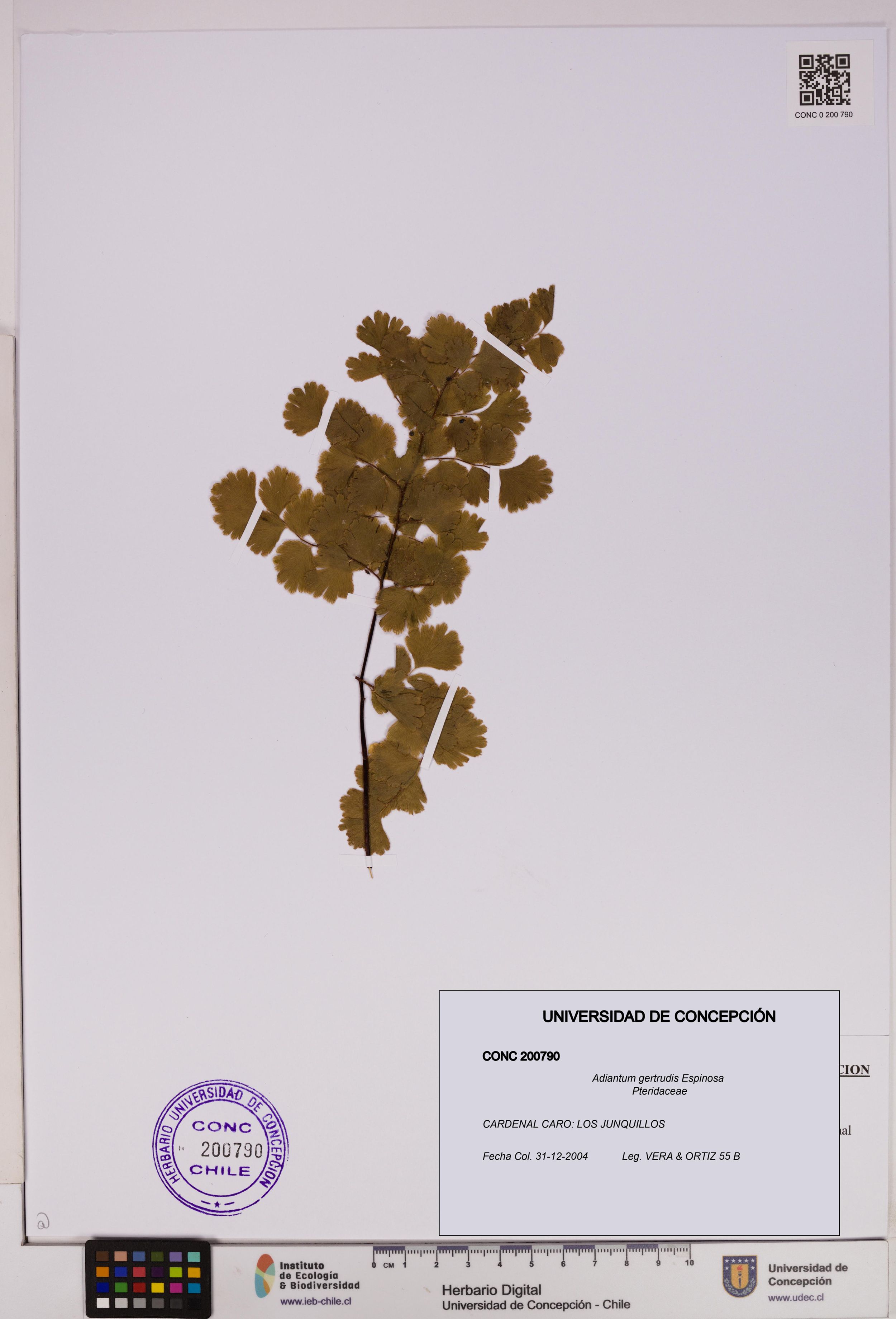Adiantum gertrudis [Espécimen: ]