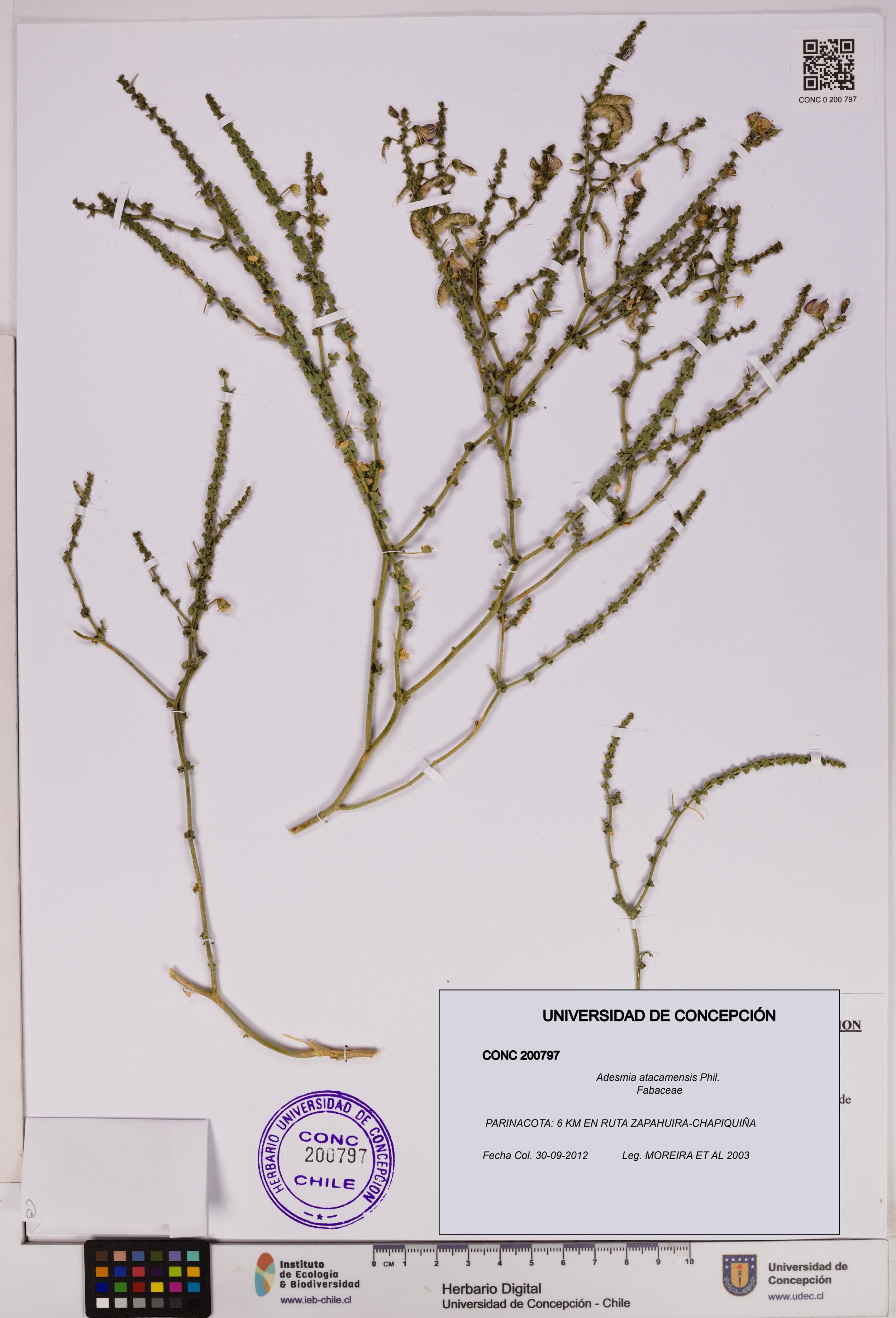 Adesmia atacamensis [Espécimen: ]