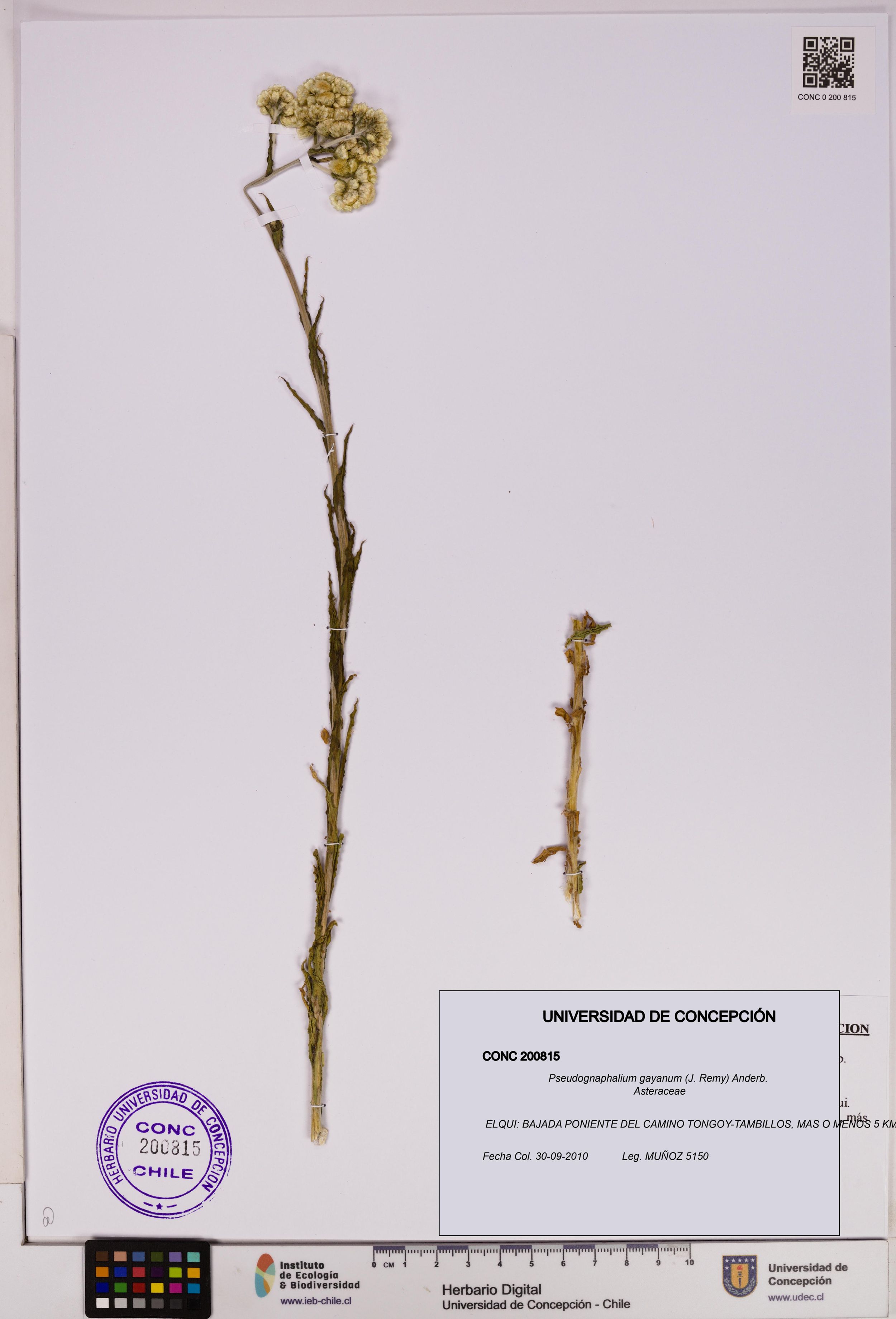 Pseudognaphalium gayanum [Espécimen: ]