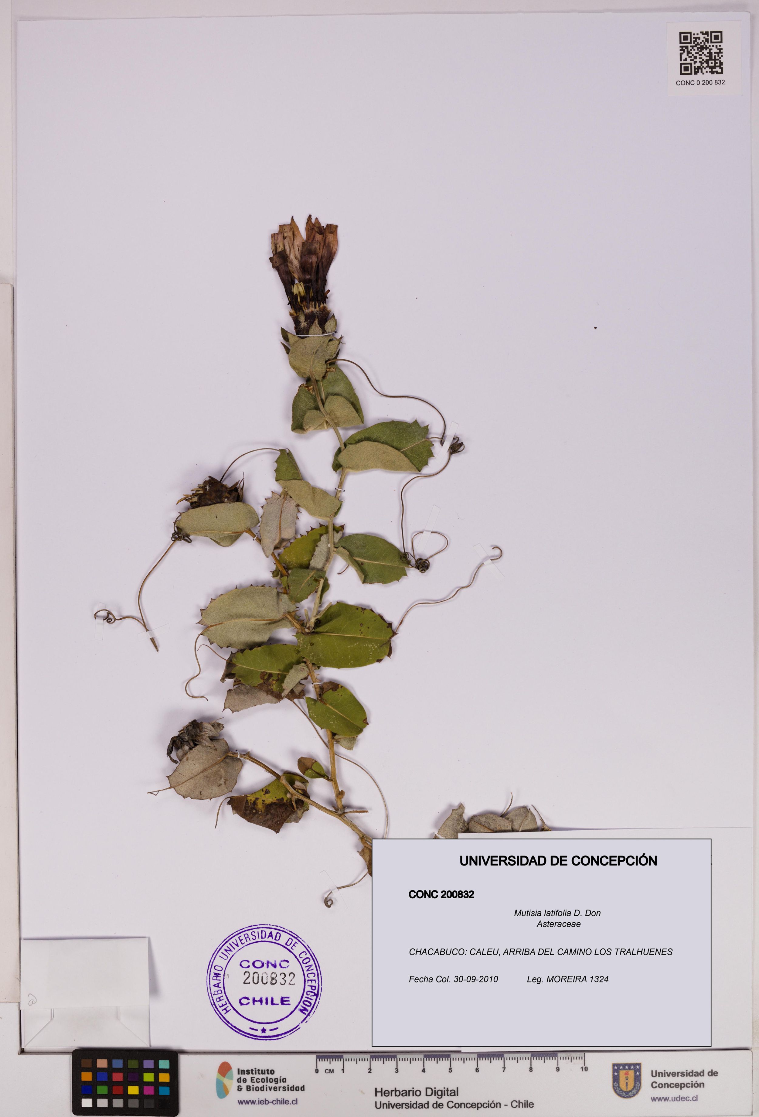 Mutisia latifolia [Espécimen: ]