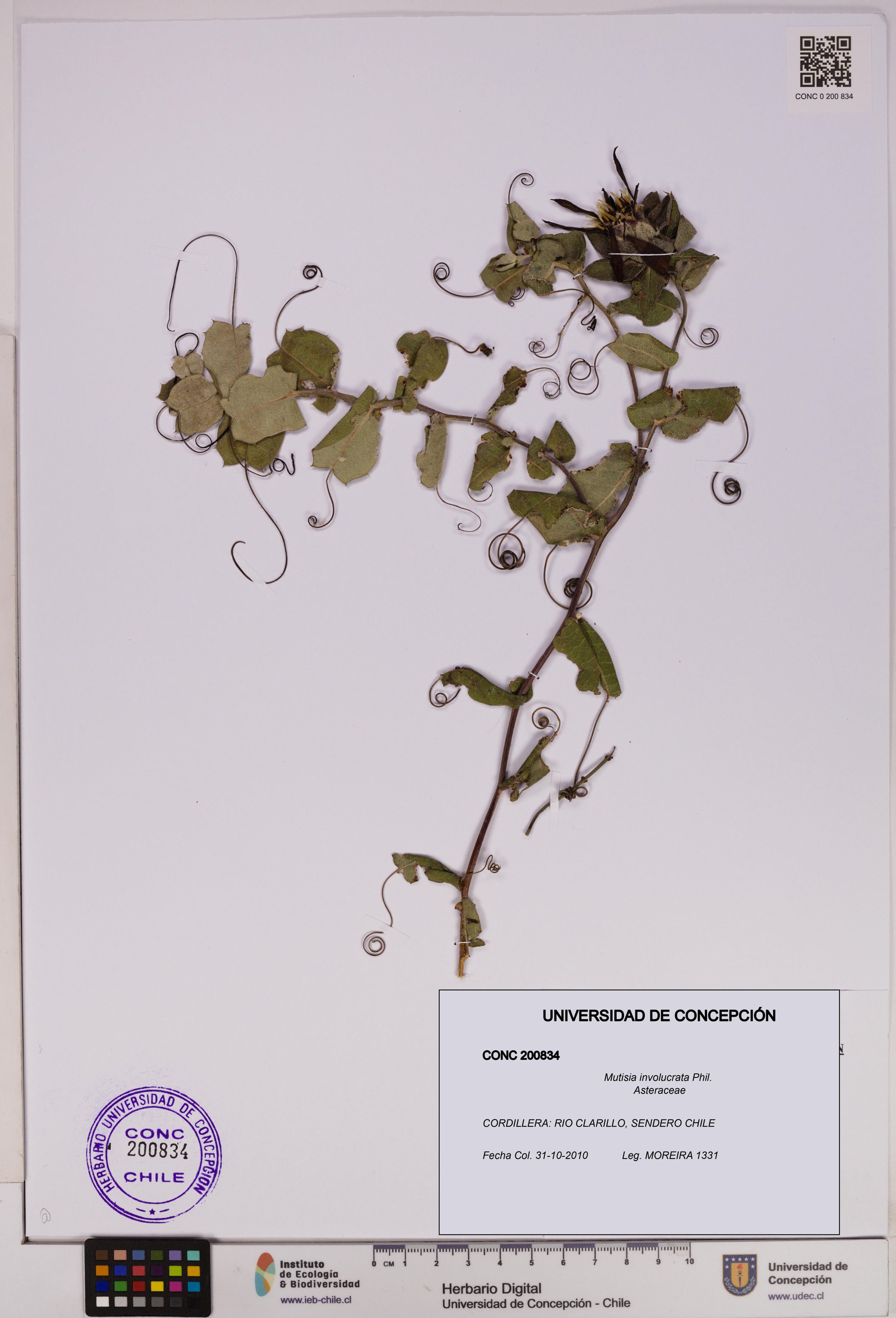 Mutisia involucrata [Espécimen: ]