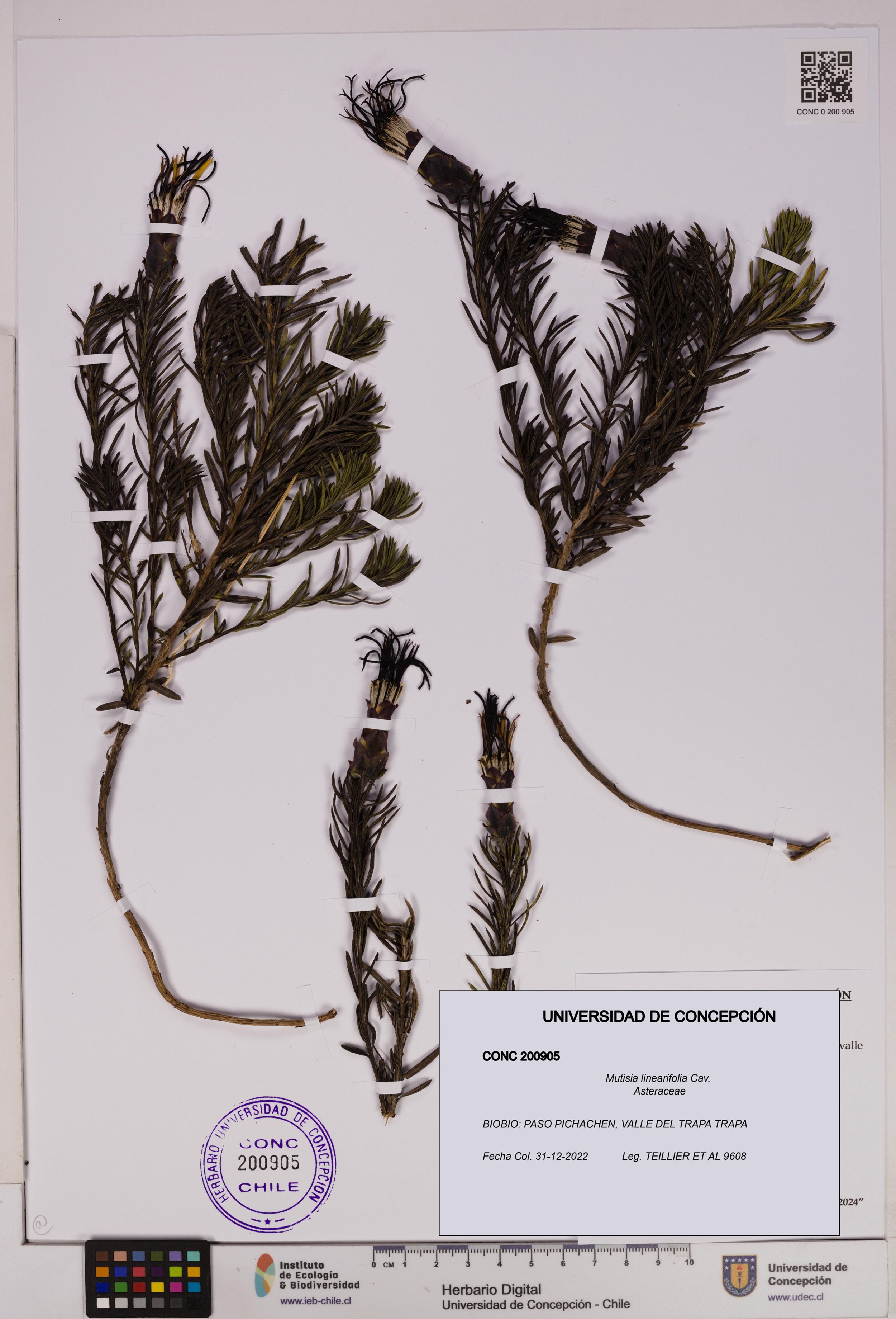 Mutisia linearifolia [Espécimen: ]