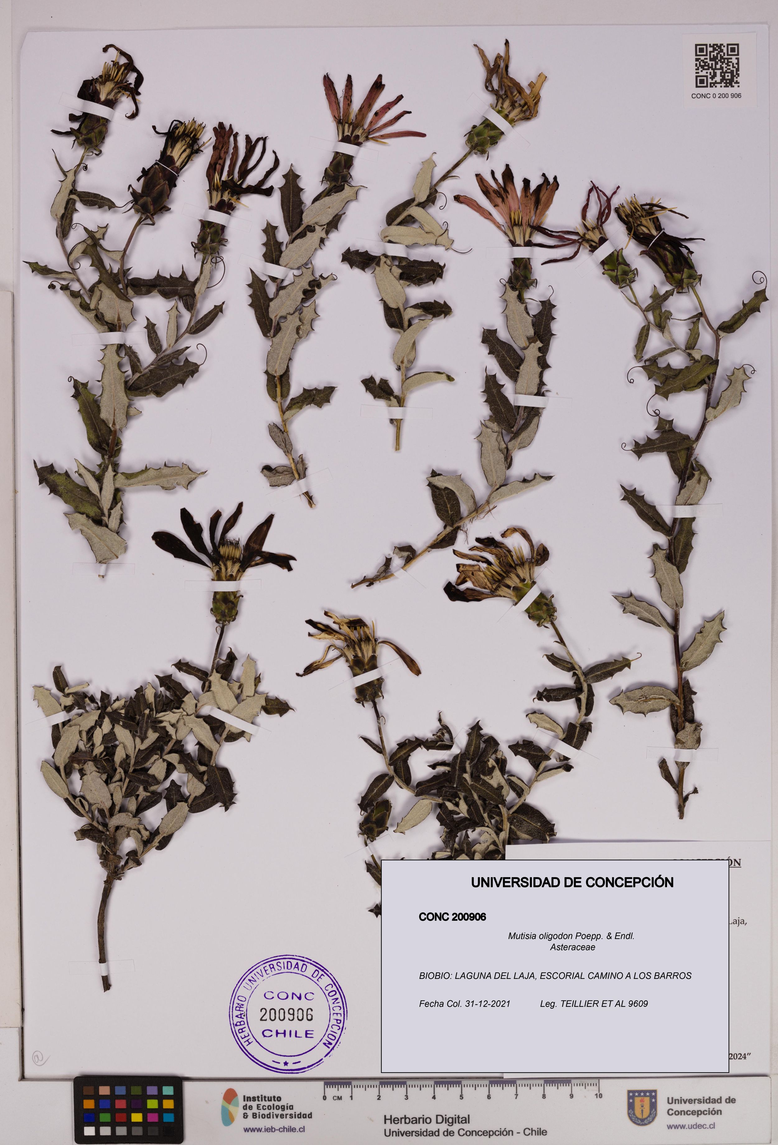 Mutisia oligodon [Espécimen: ]