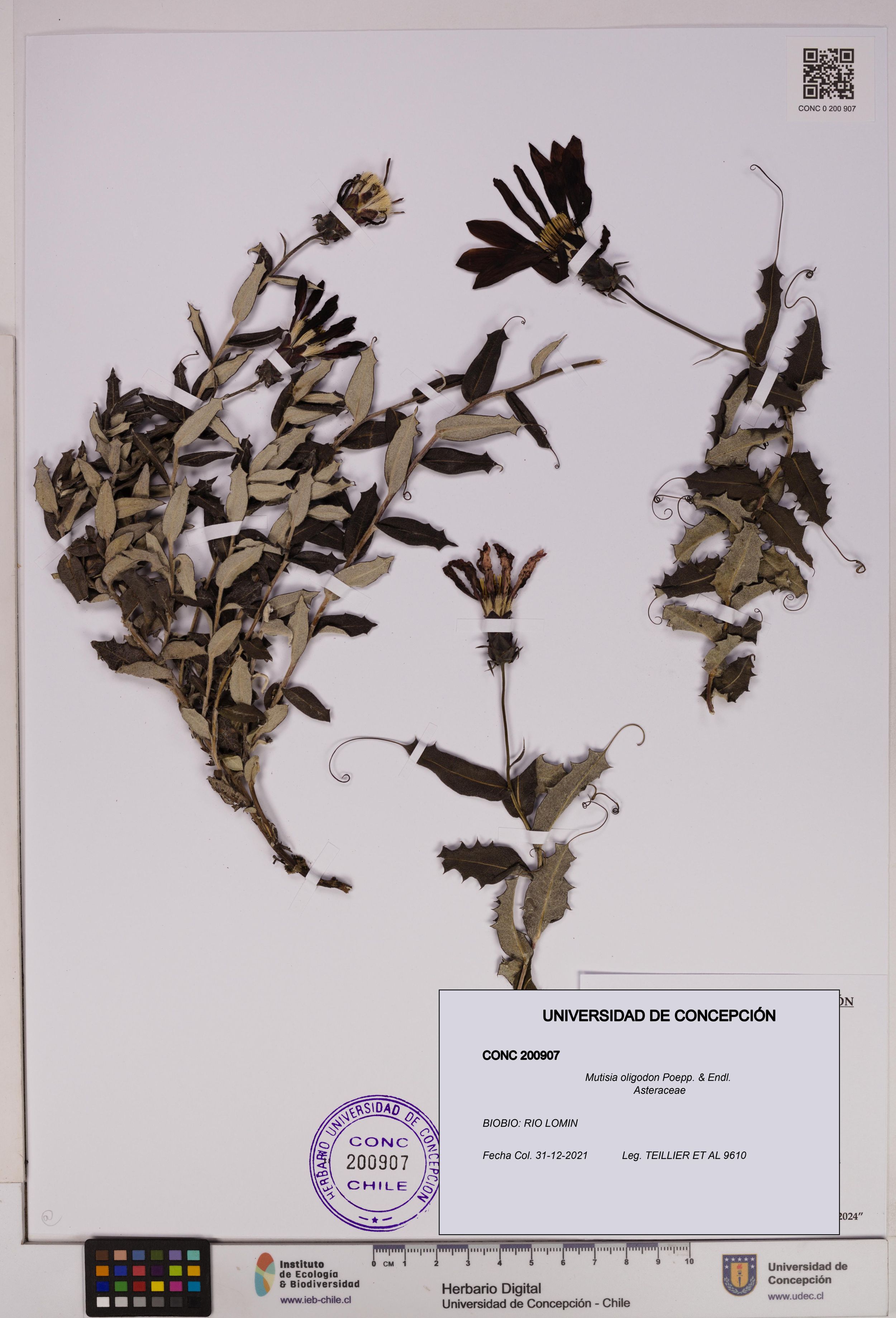 Mutisia oligodon [Espécimen: ]