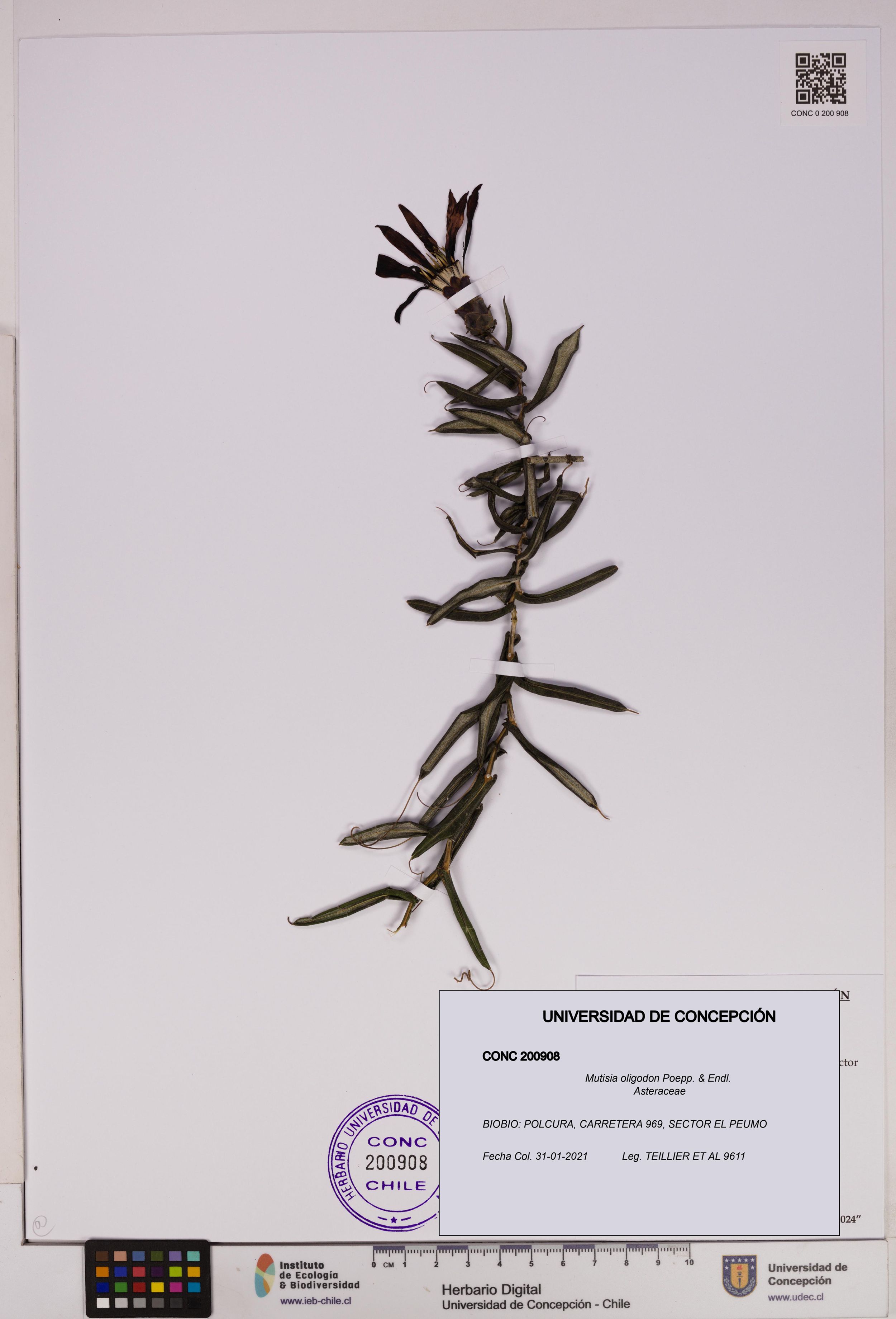 Mutisia oligodon [Espécimen: ]