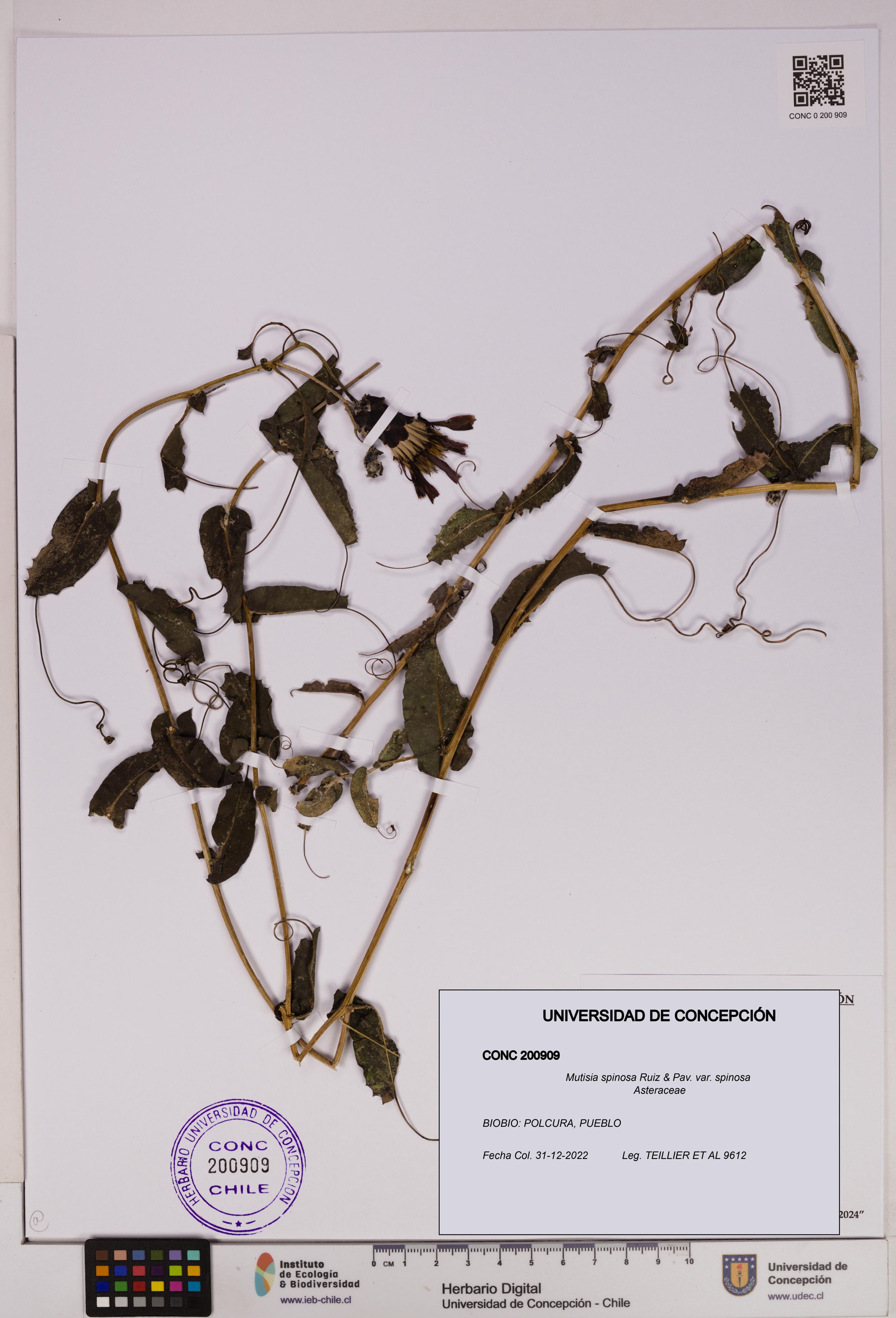 Mutisia spinosa var. spinosa [Espécimen: ]
