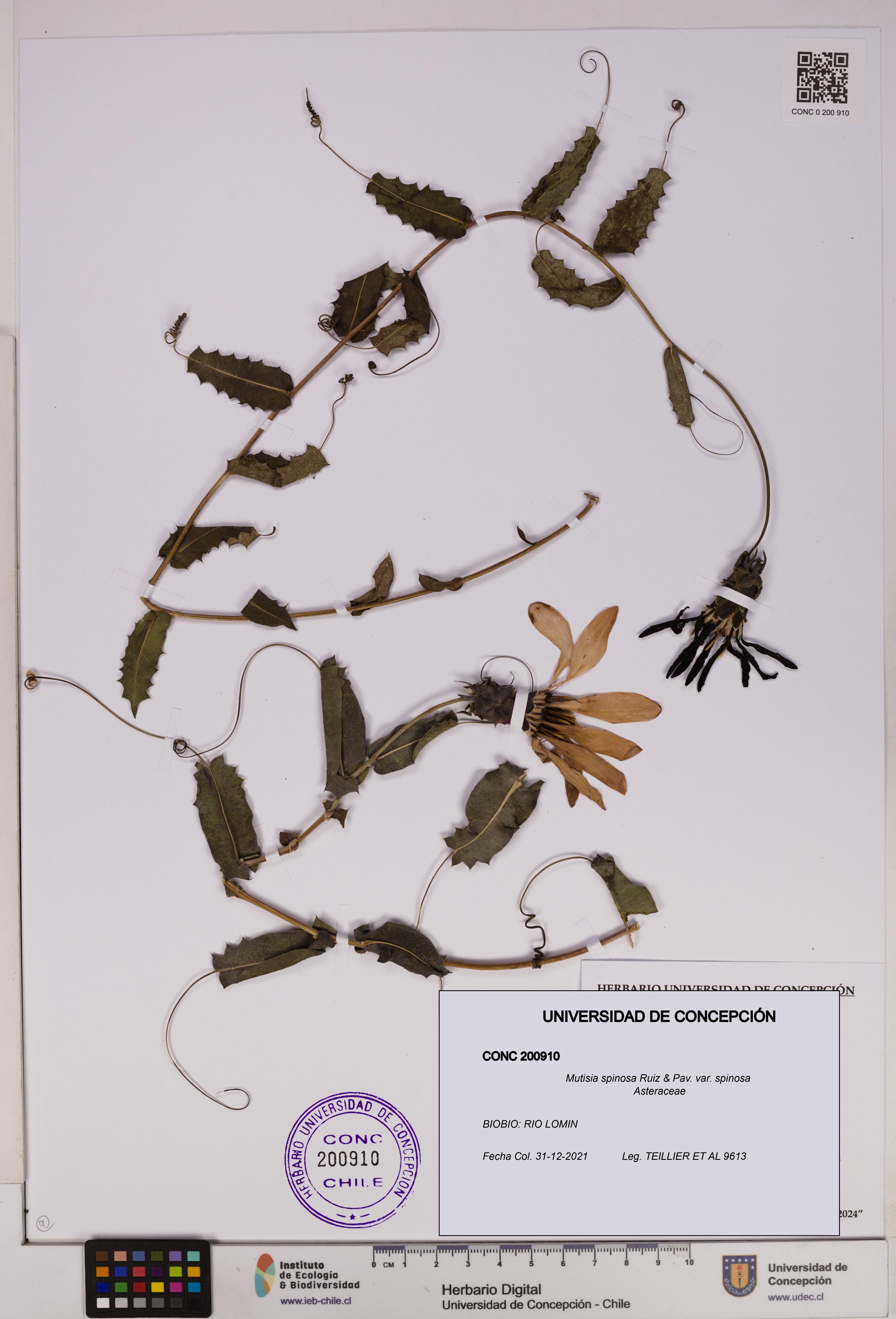 Mutisia spinosa var. spinosa [Espécimen: ]