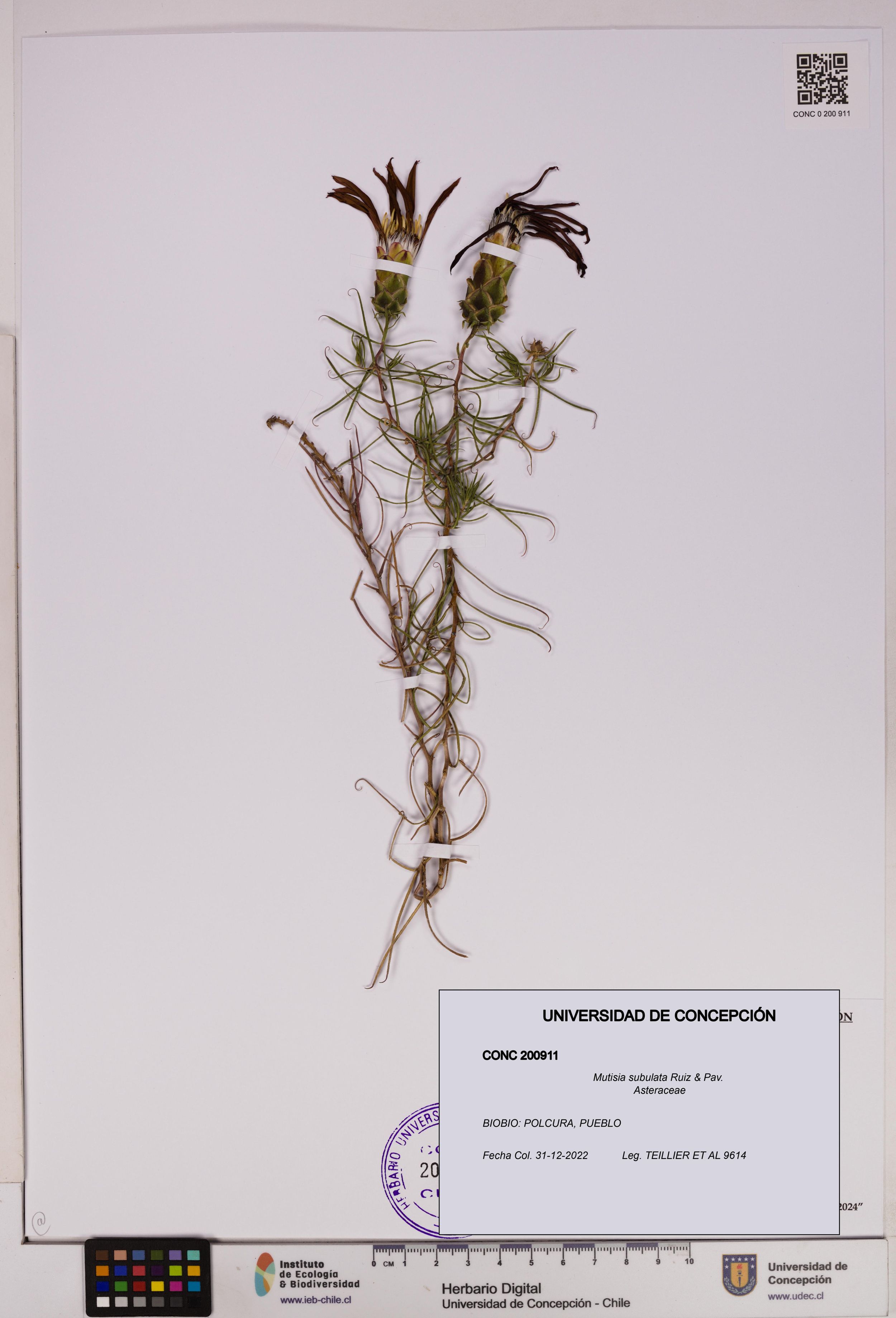 Mutisia subulata [Espécimen: ]