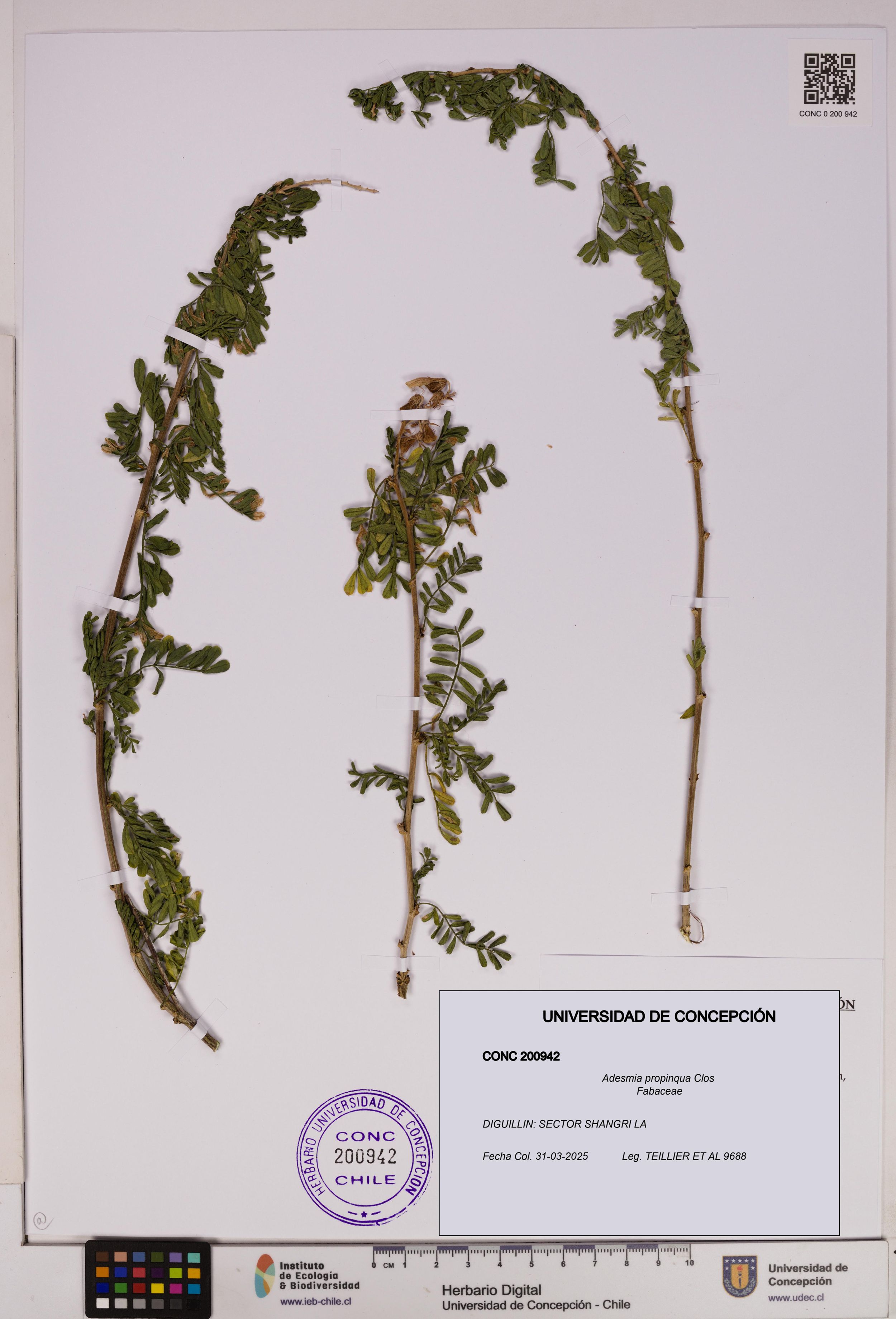 Adesmia propinqua [Espécimen: ]