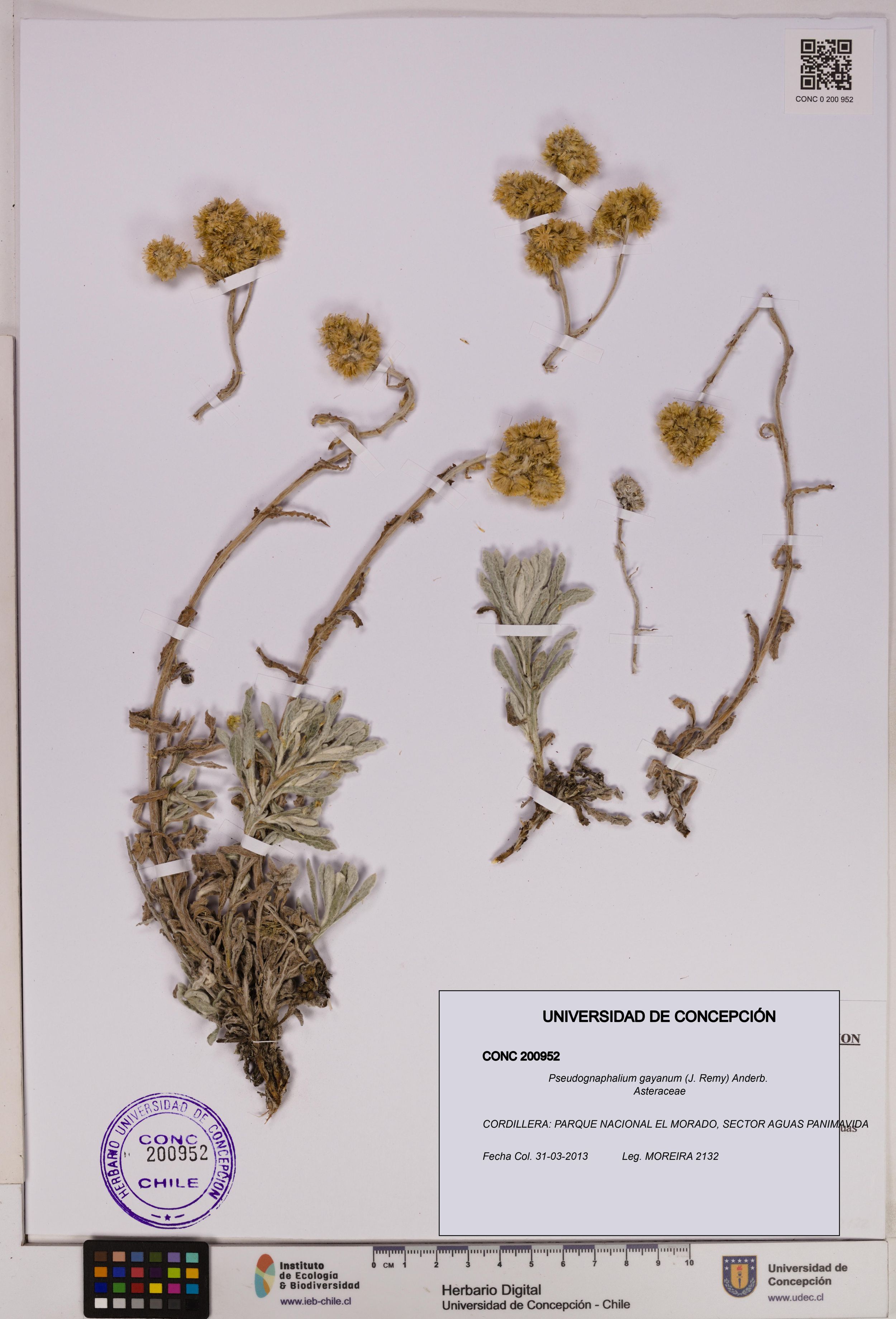 Pseudognaphalium gayanum [Espécimen: ]