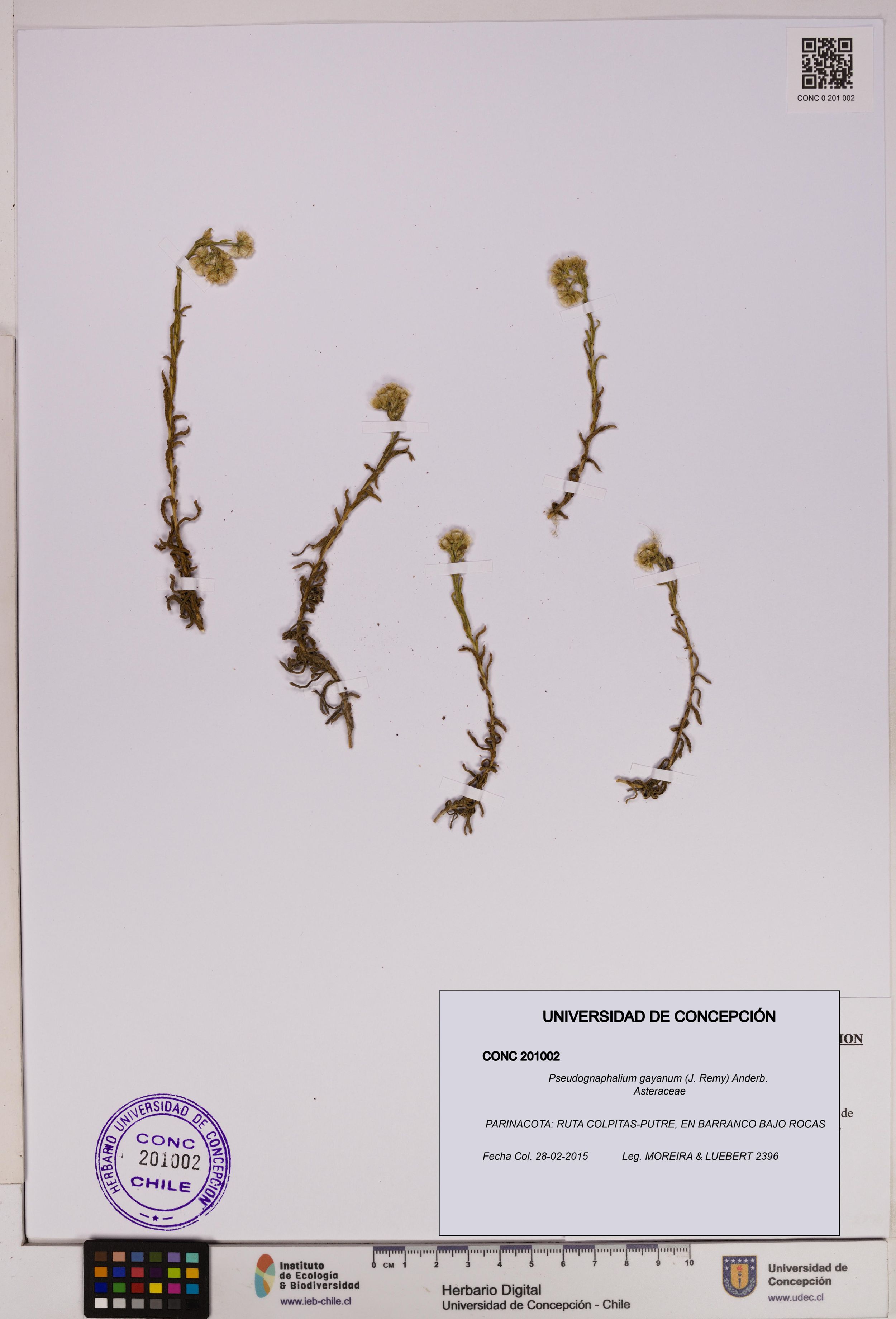 Pseudognaphalium gayanum [Espécimen: ]