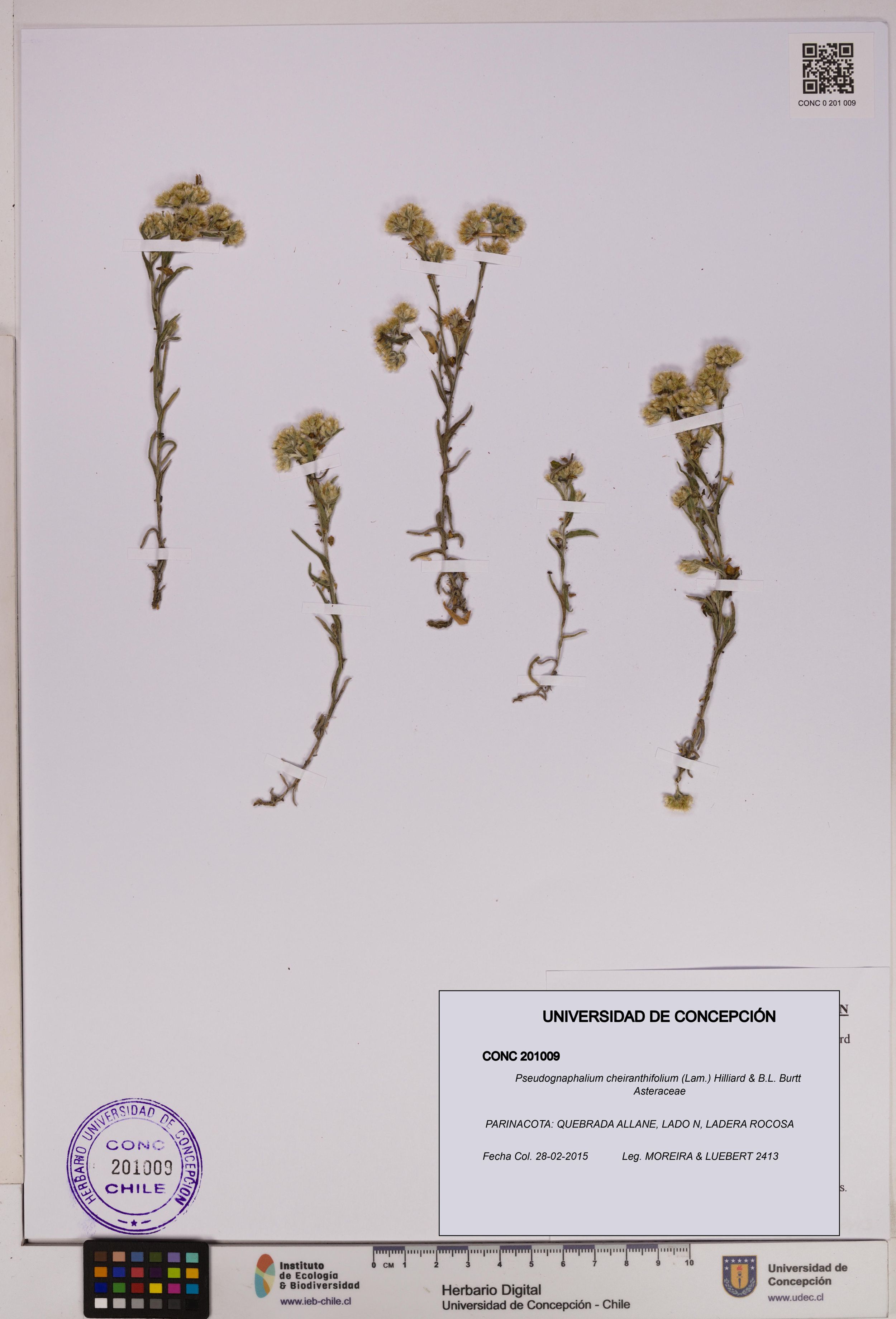 Pseudognaphalium cheiranthifolium [Espécimen: ]