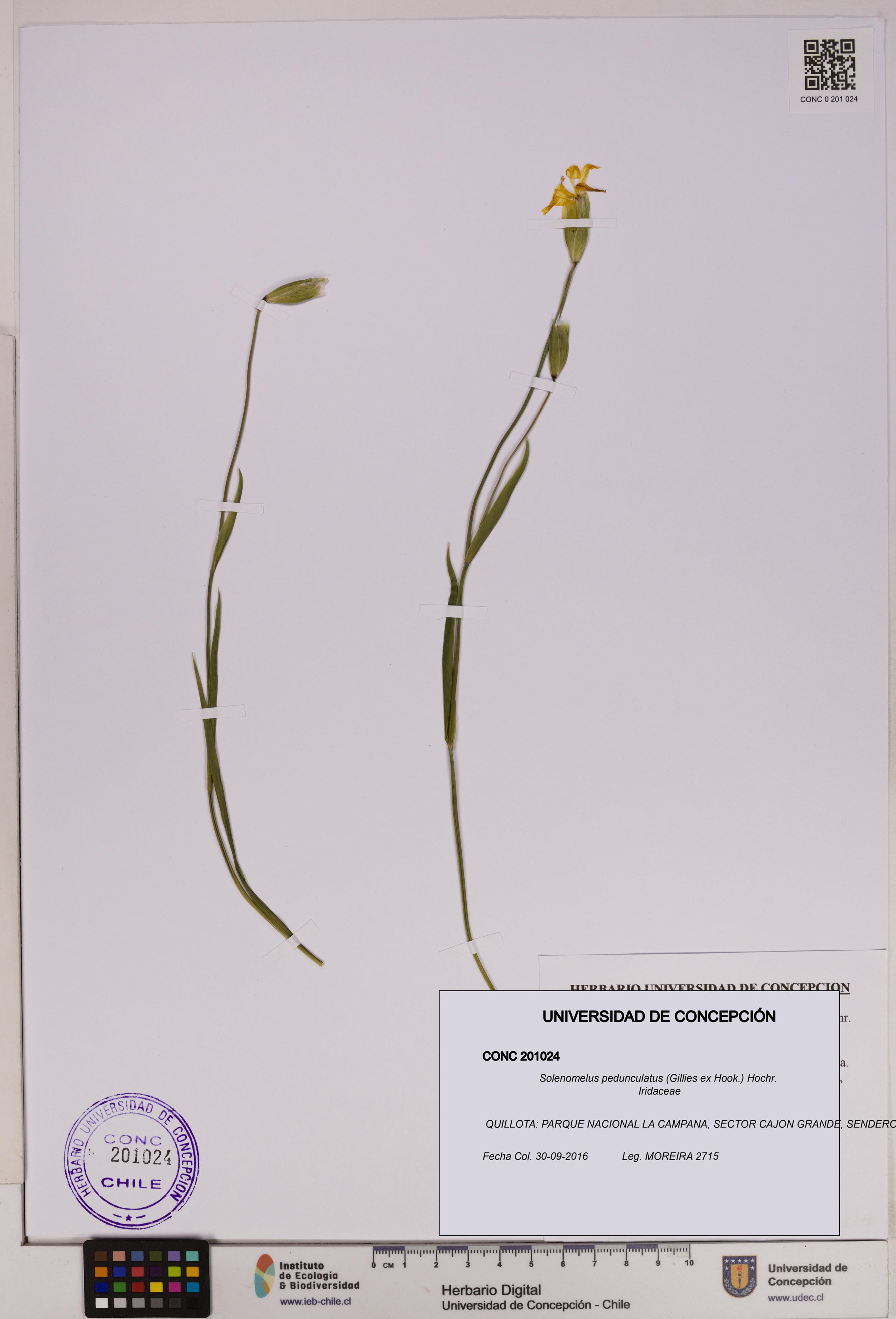 Solenomelus pedunculatus [Espécimen: ]