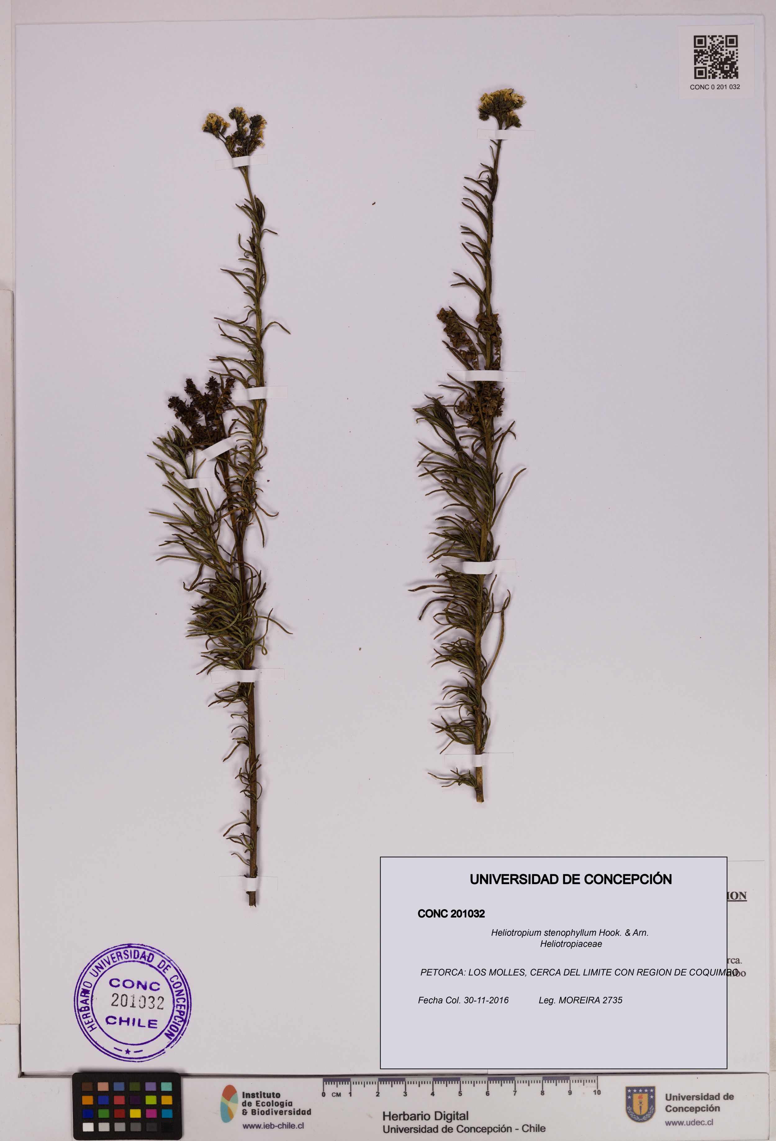 Heliotropium stenophyllum [Espécimen: ]