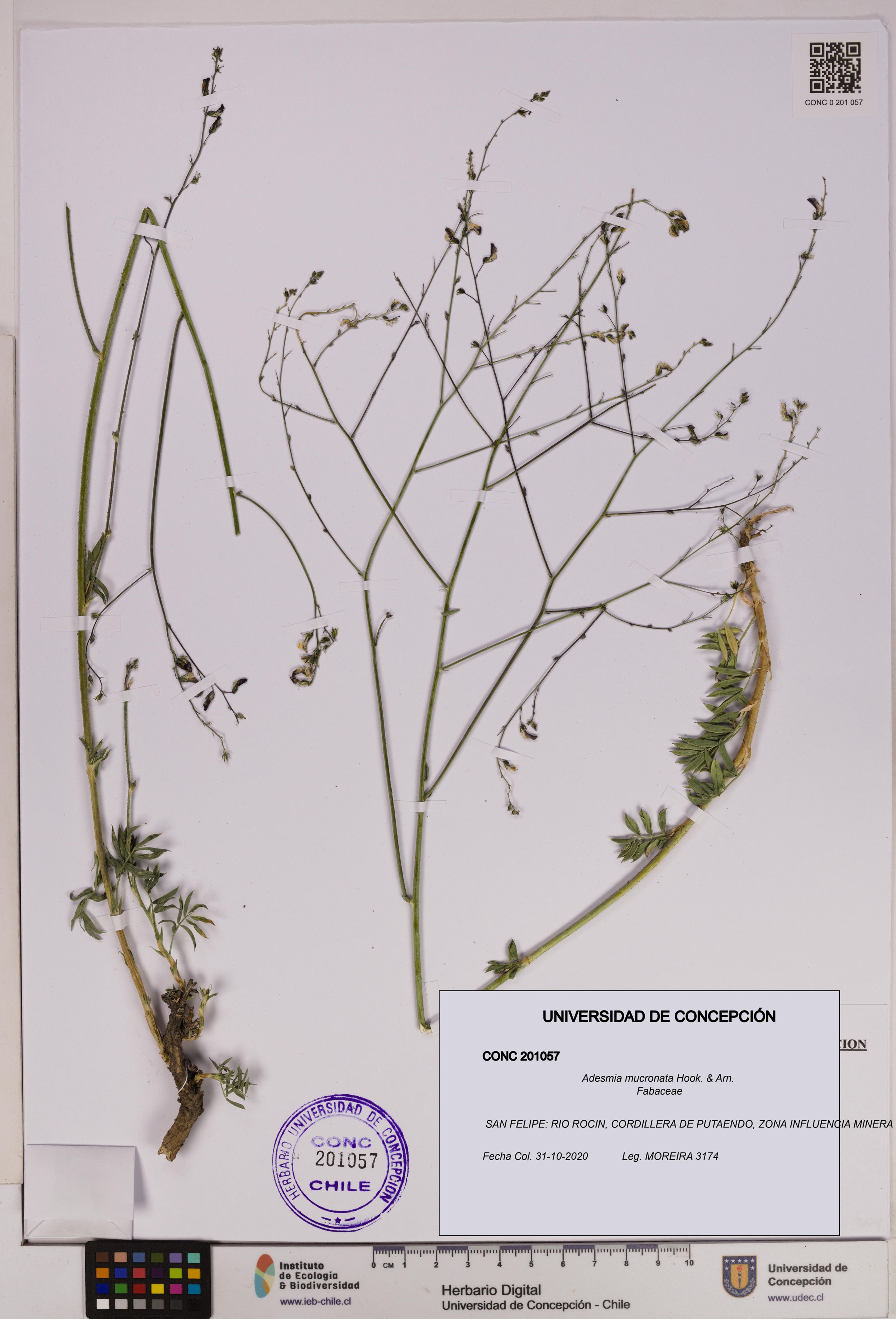 Adesmia mucronata [Espécimen: ]