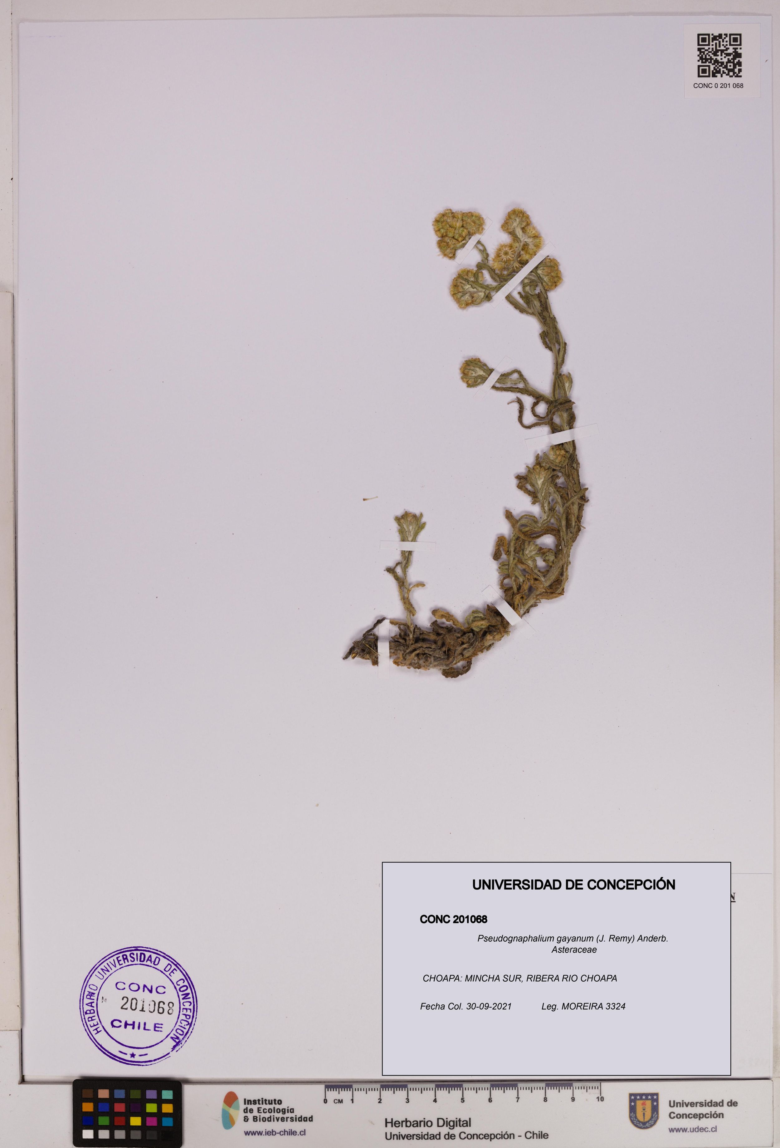 Pseudognaphalium gayanum [Espécimen: ]