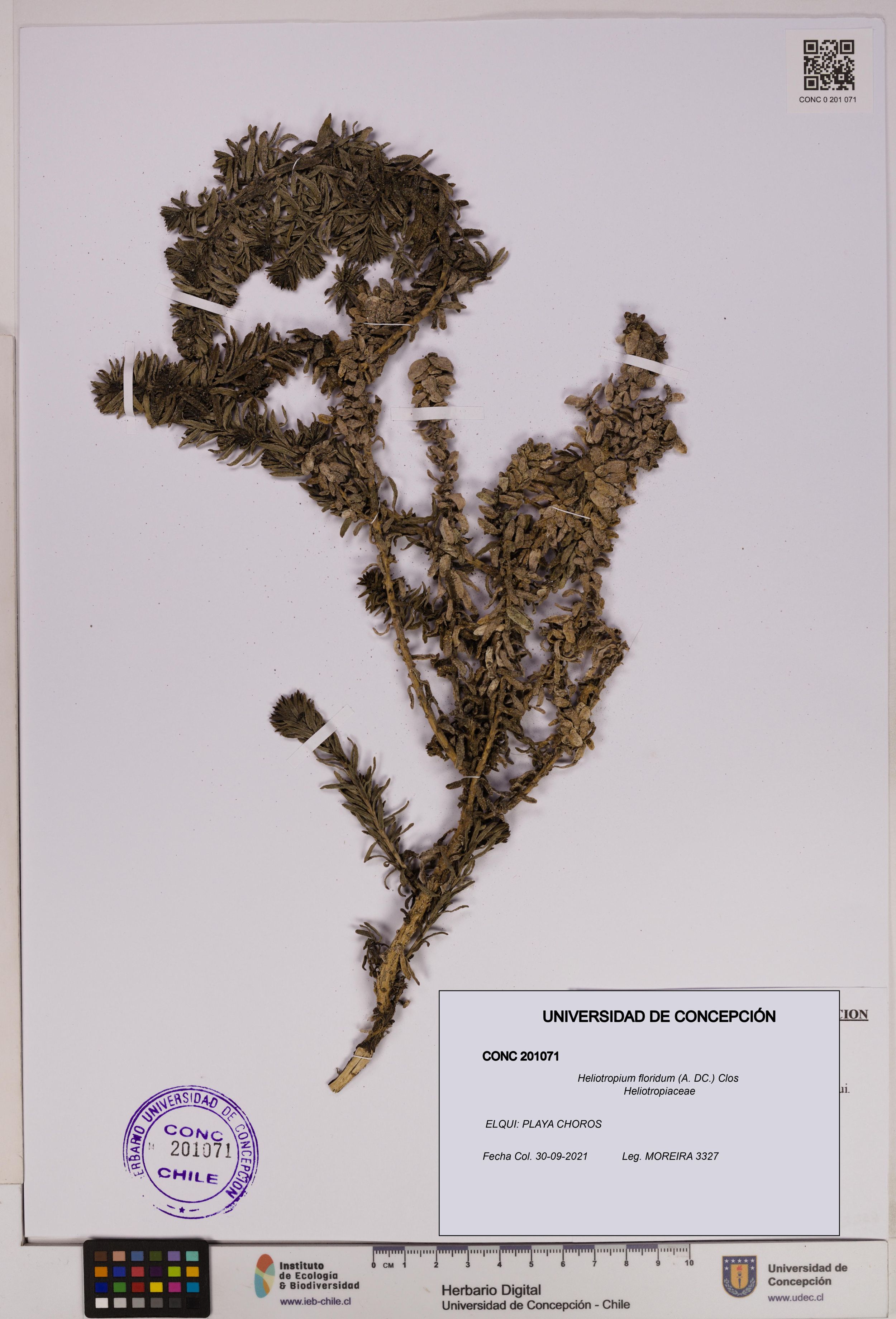 Heliotropium floridum [Espécimen: ]