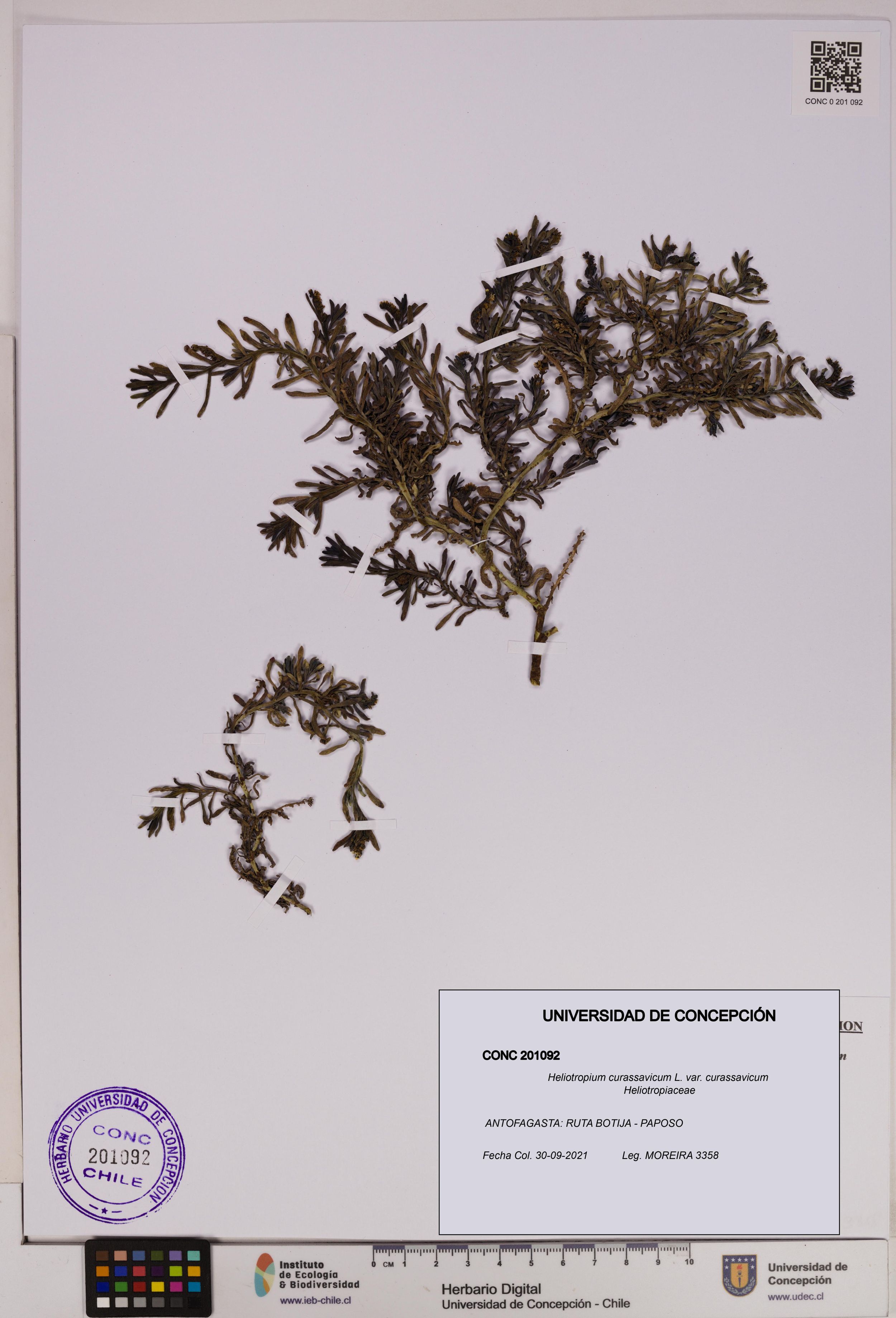 Heliotropium curassavicum var. curassavicum [Espécimen: ]