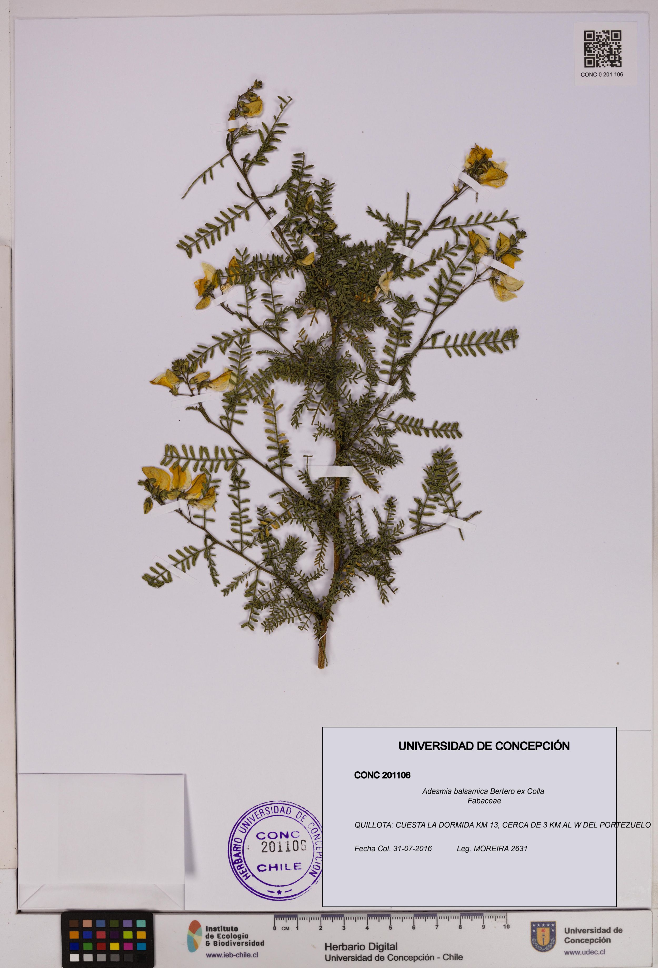 Adesmia balsamica [Espécimen: ]