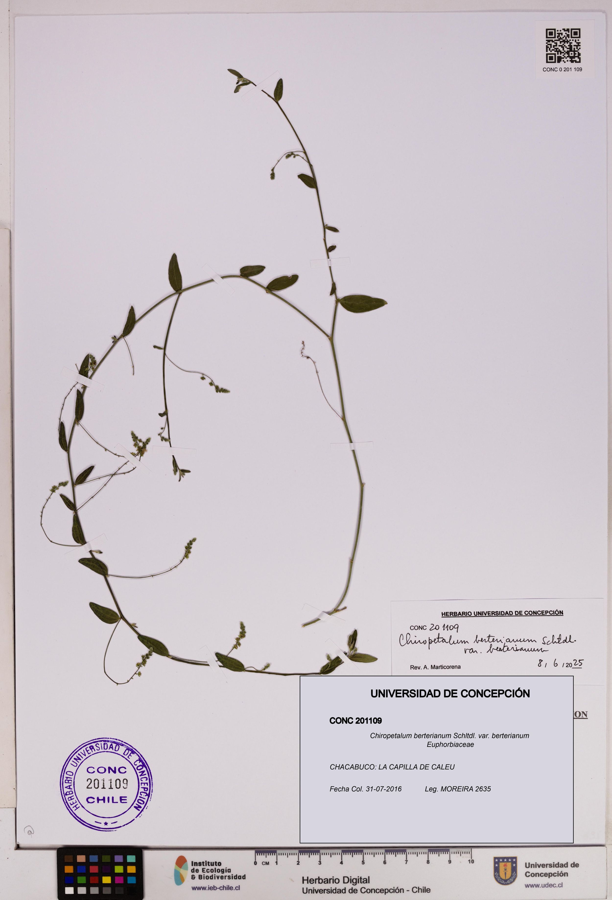 Chiropetalum berterianum var. berterianum [Espécimen: ]