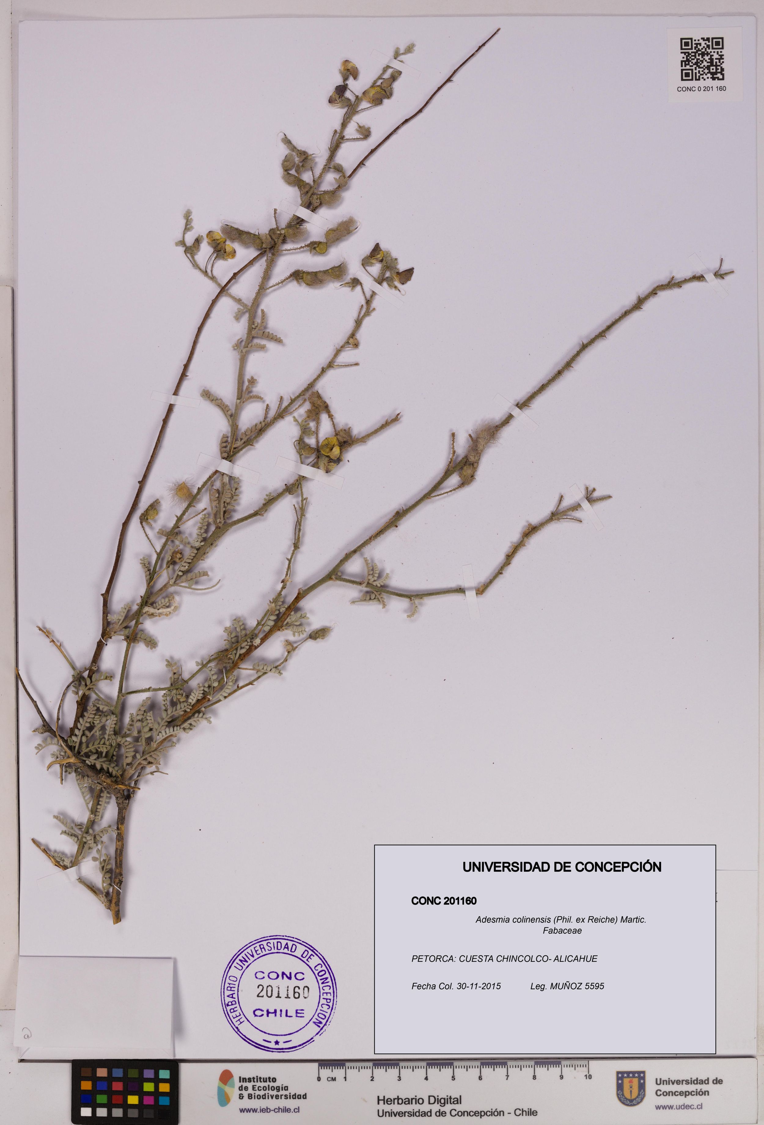 Adesmia colinensis [Espécimen: ]