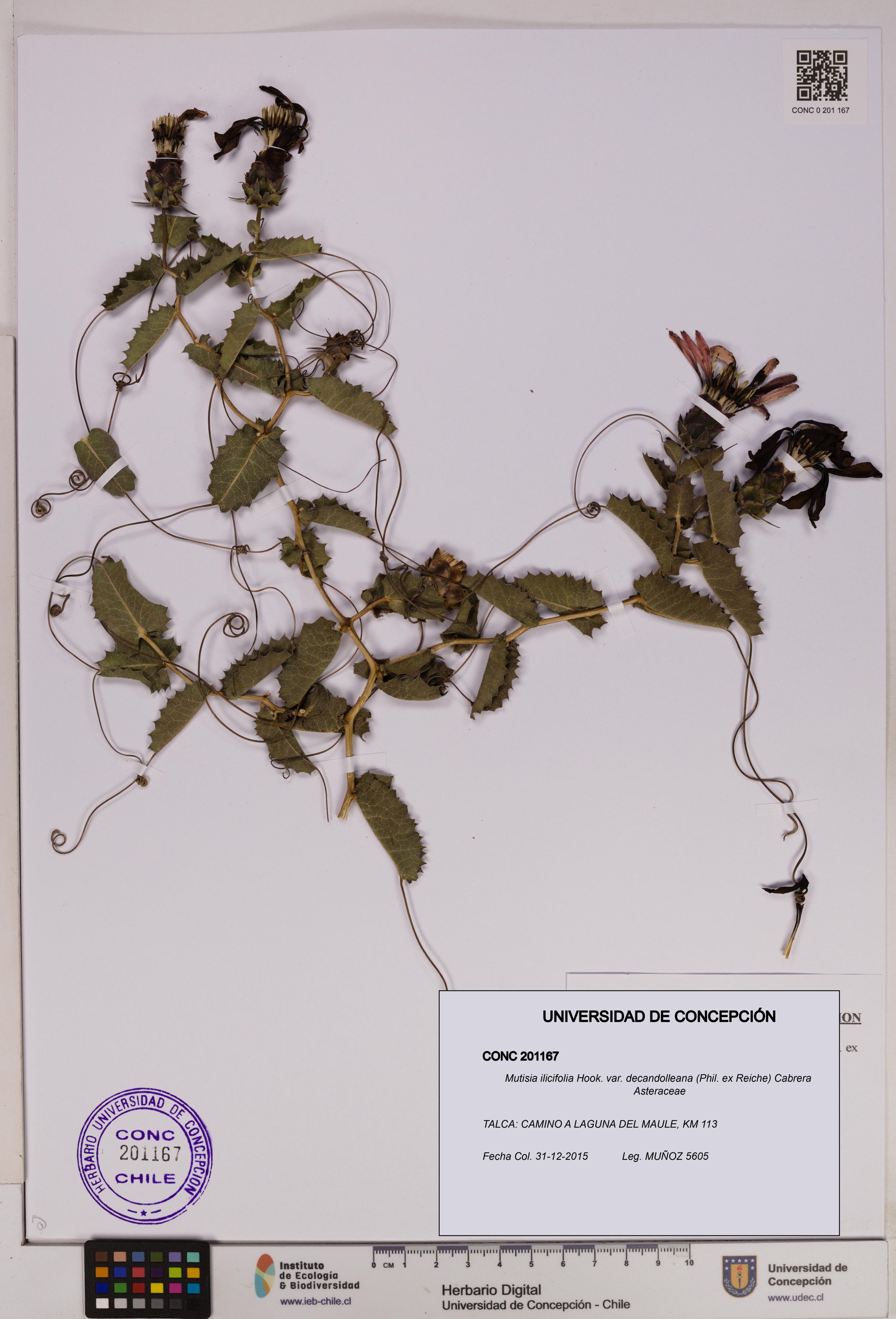Mutisia ilicifolia var. decandolleana [Espécimen: ]